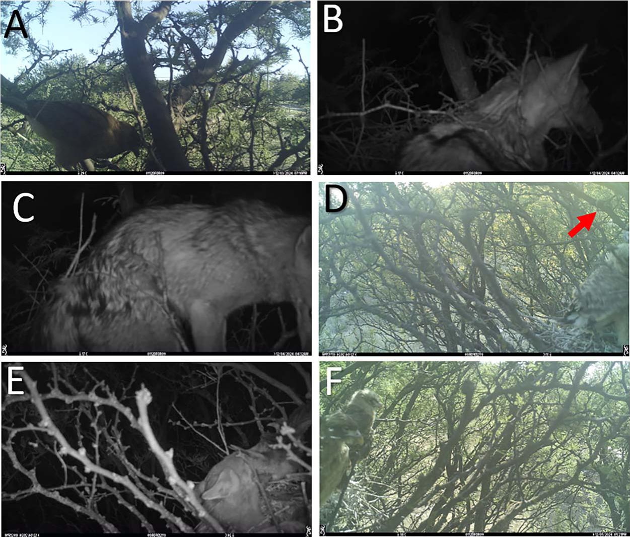 Pampas fox predation on chimango caracara