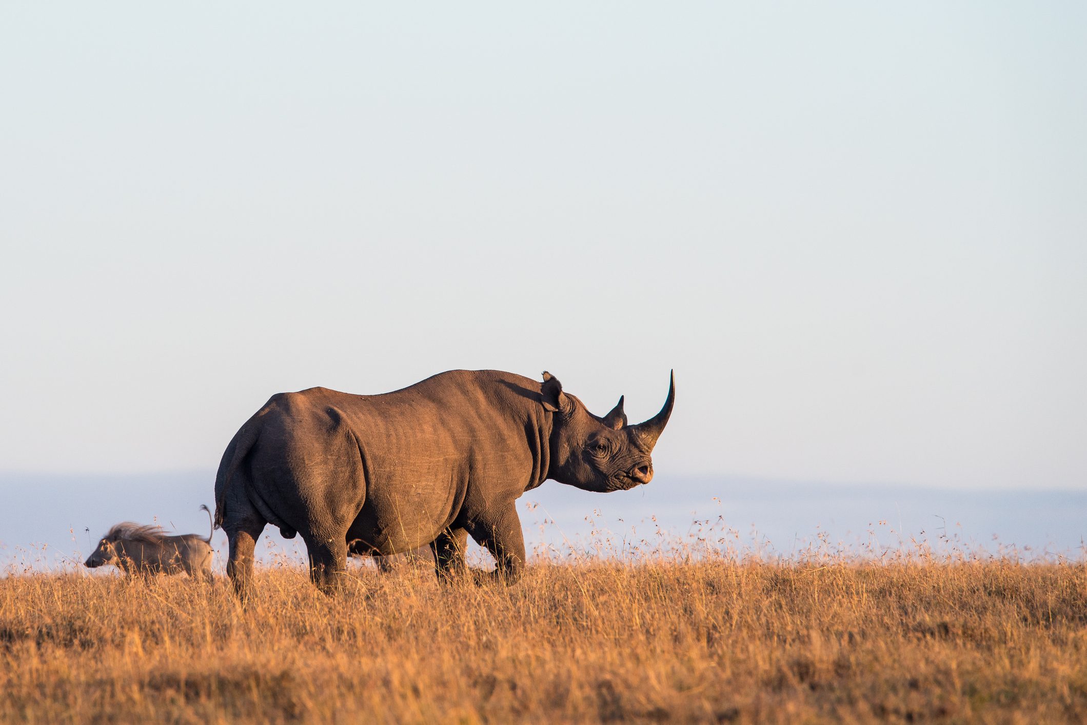 Black Rhinoceros 