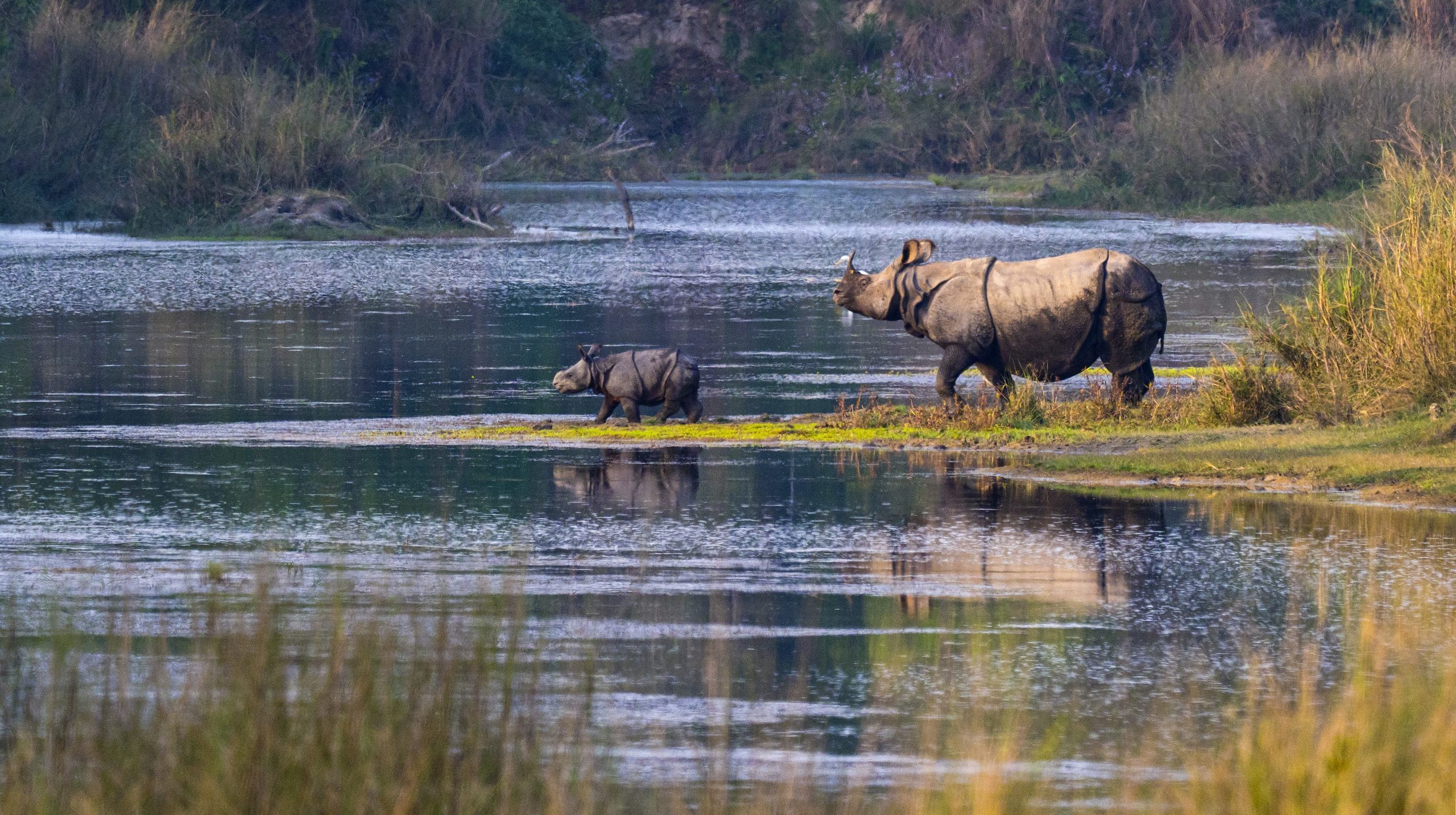 Greater one-horned rhinoceros.