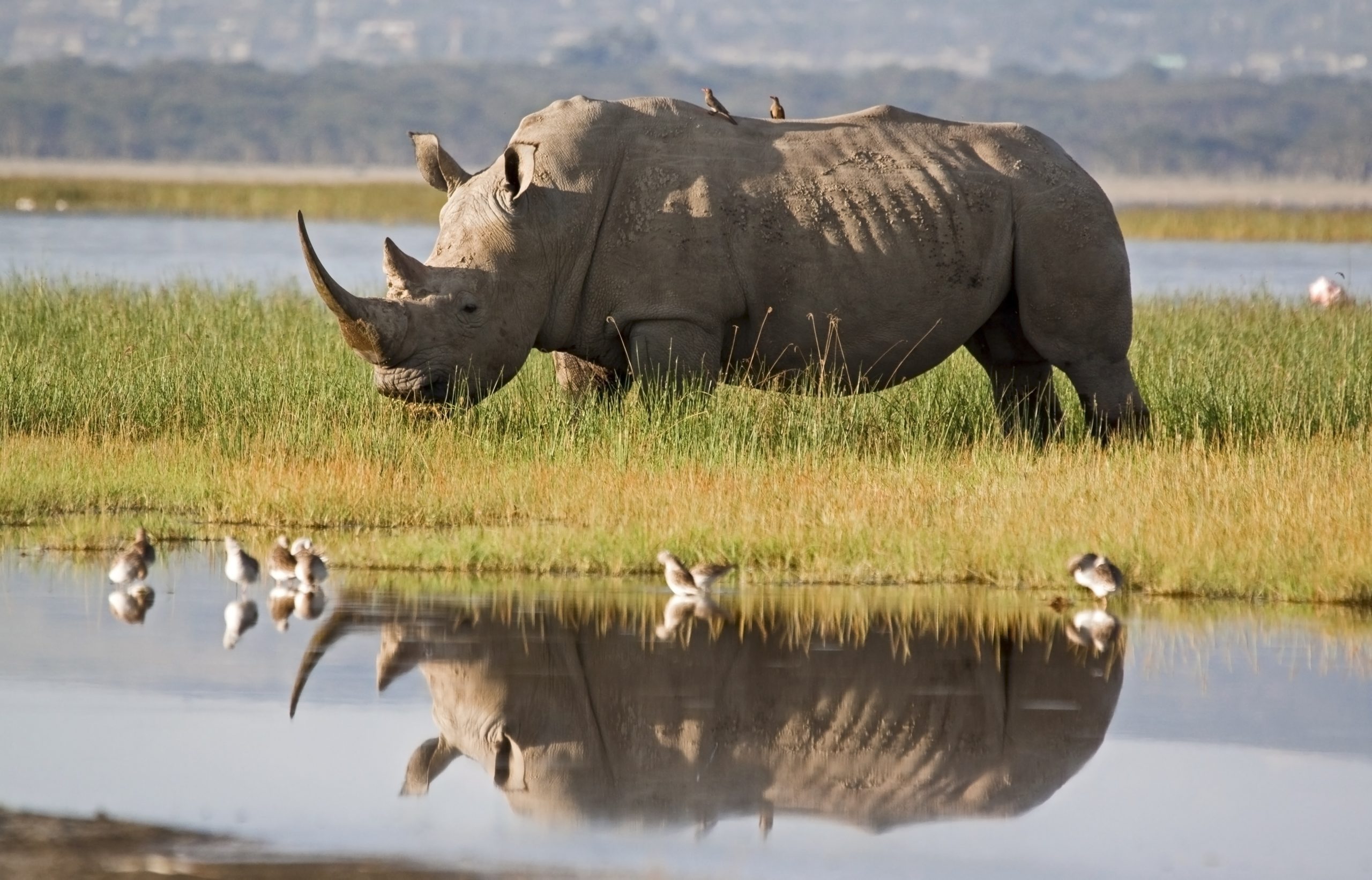 White rhino at Lake Nakuru, Kenya