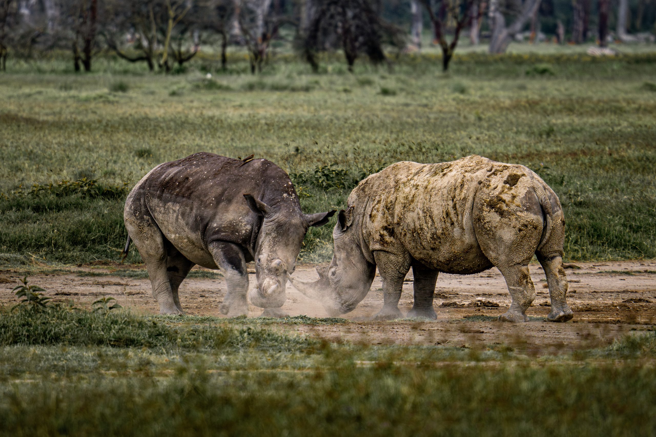 Two white rhinoceroses (Ceratotherium simum) engaged in fighting in Kenya.