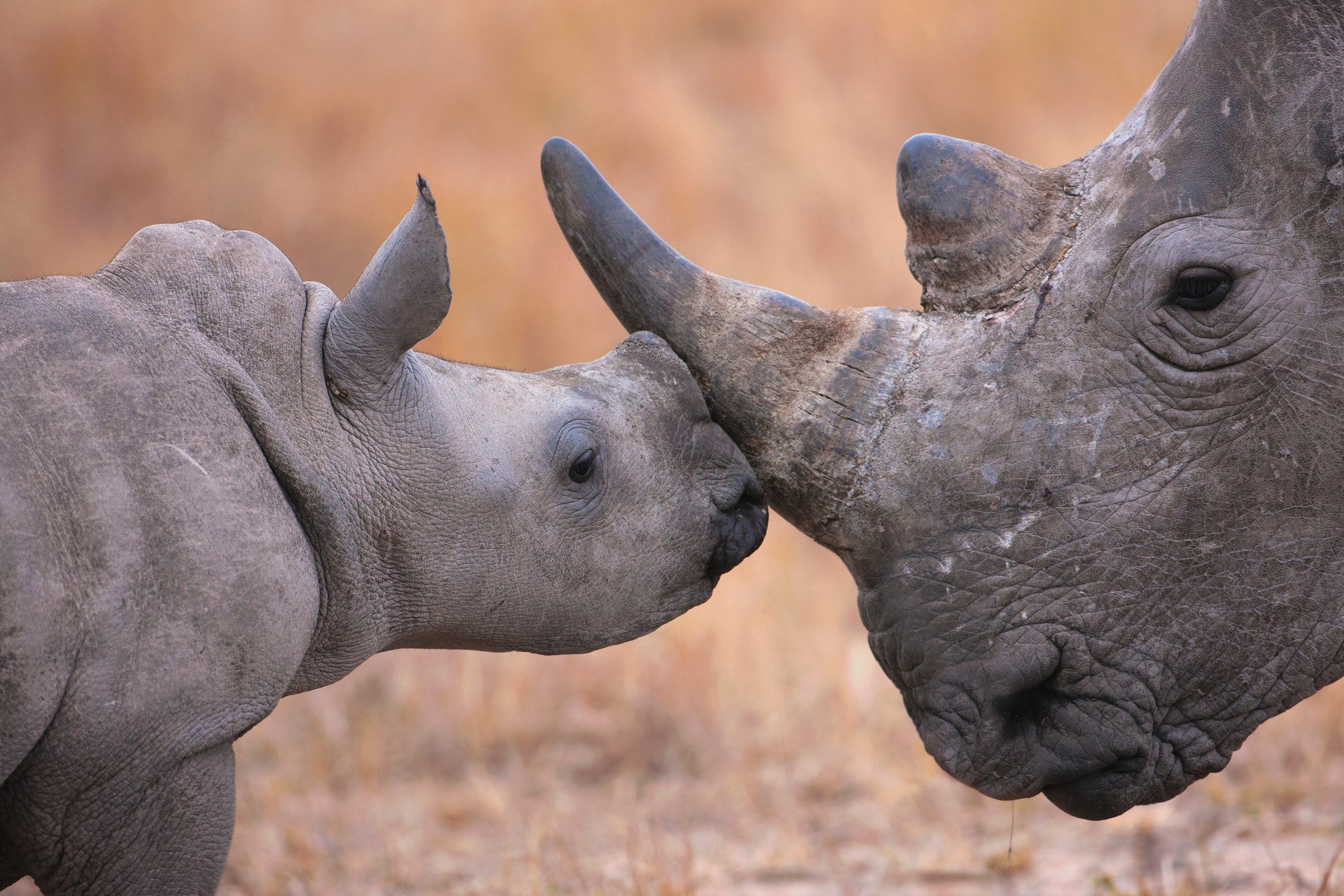 Baby White Rhinoceros and mother