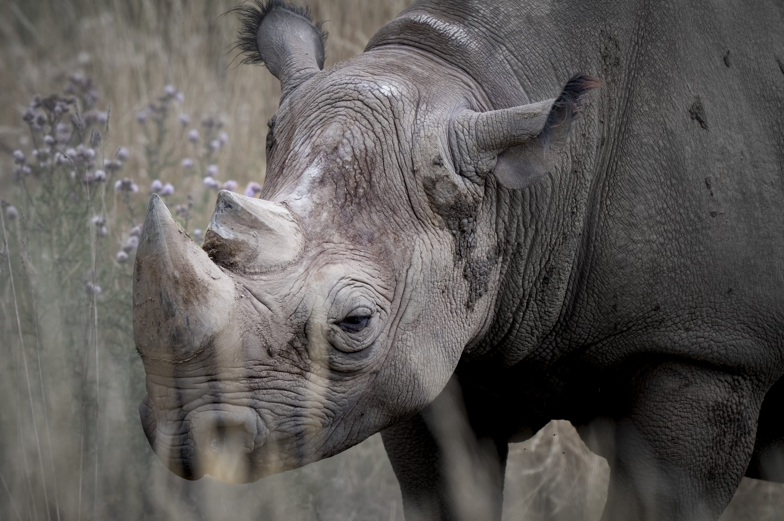 Close up black rhinoceros walking in grass.