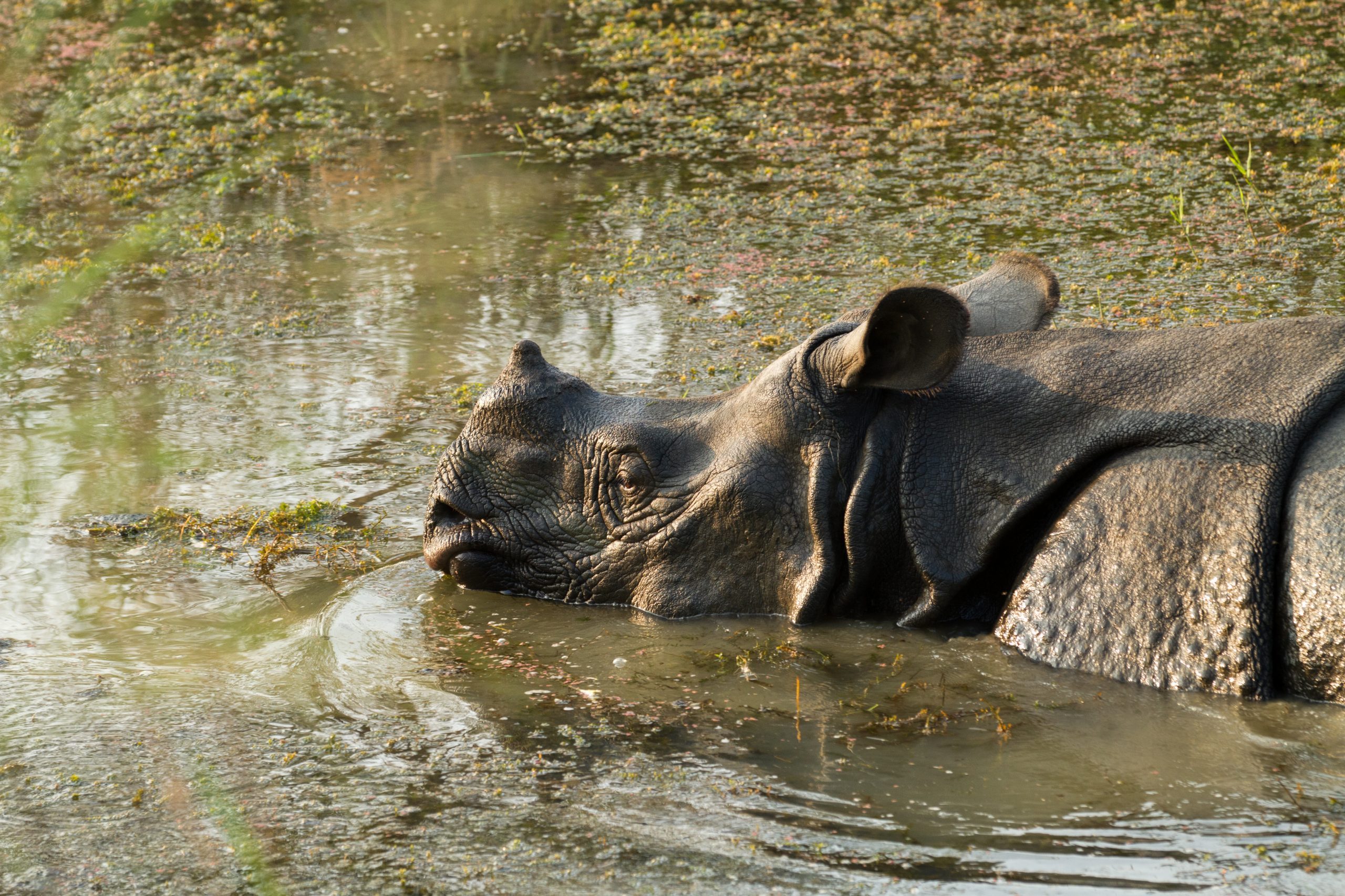 Wild rhinoceros unicornis.