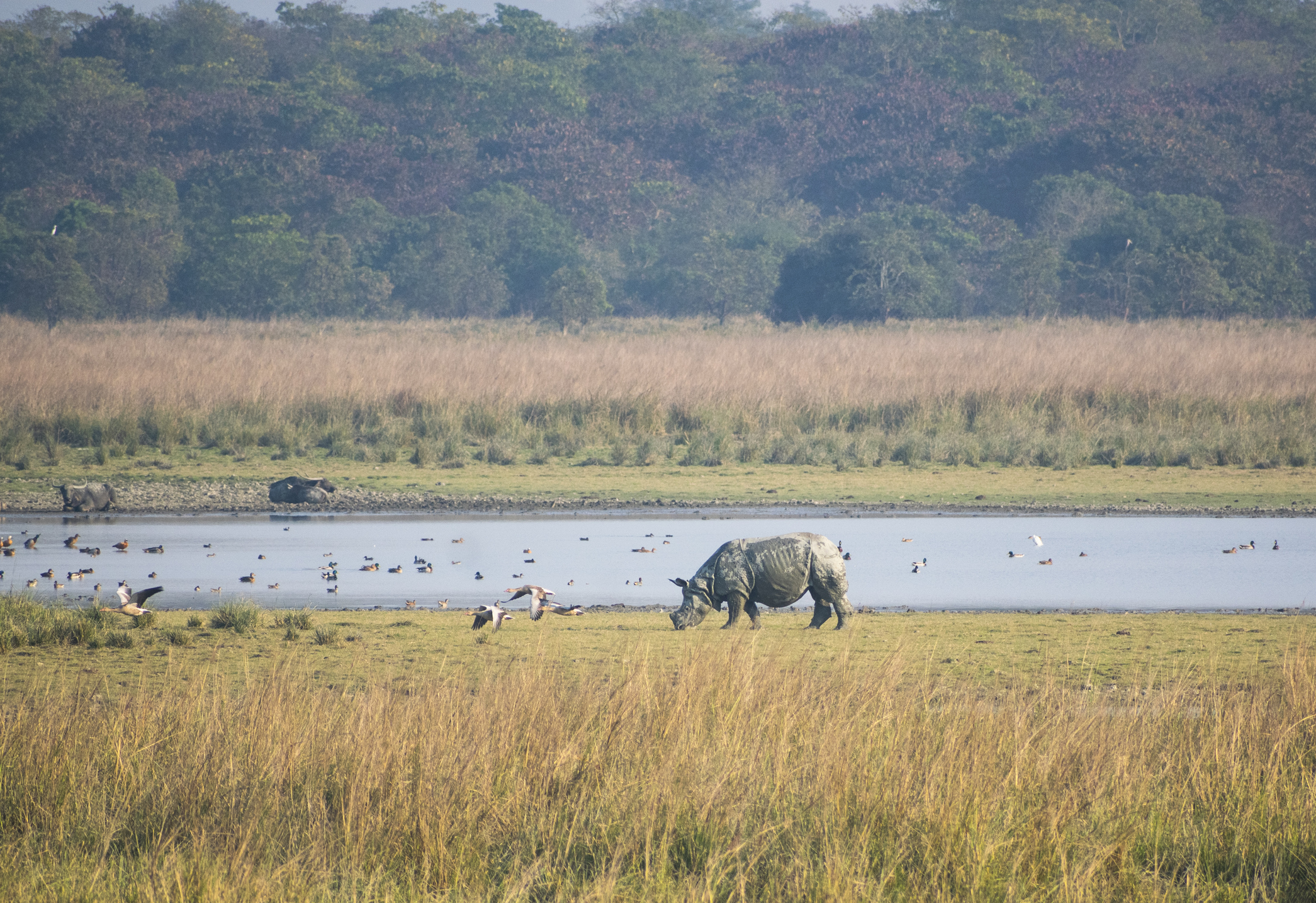 Great Indian one horned rhinoceros