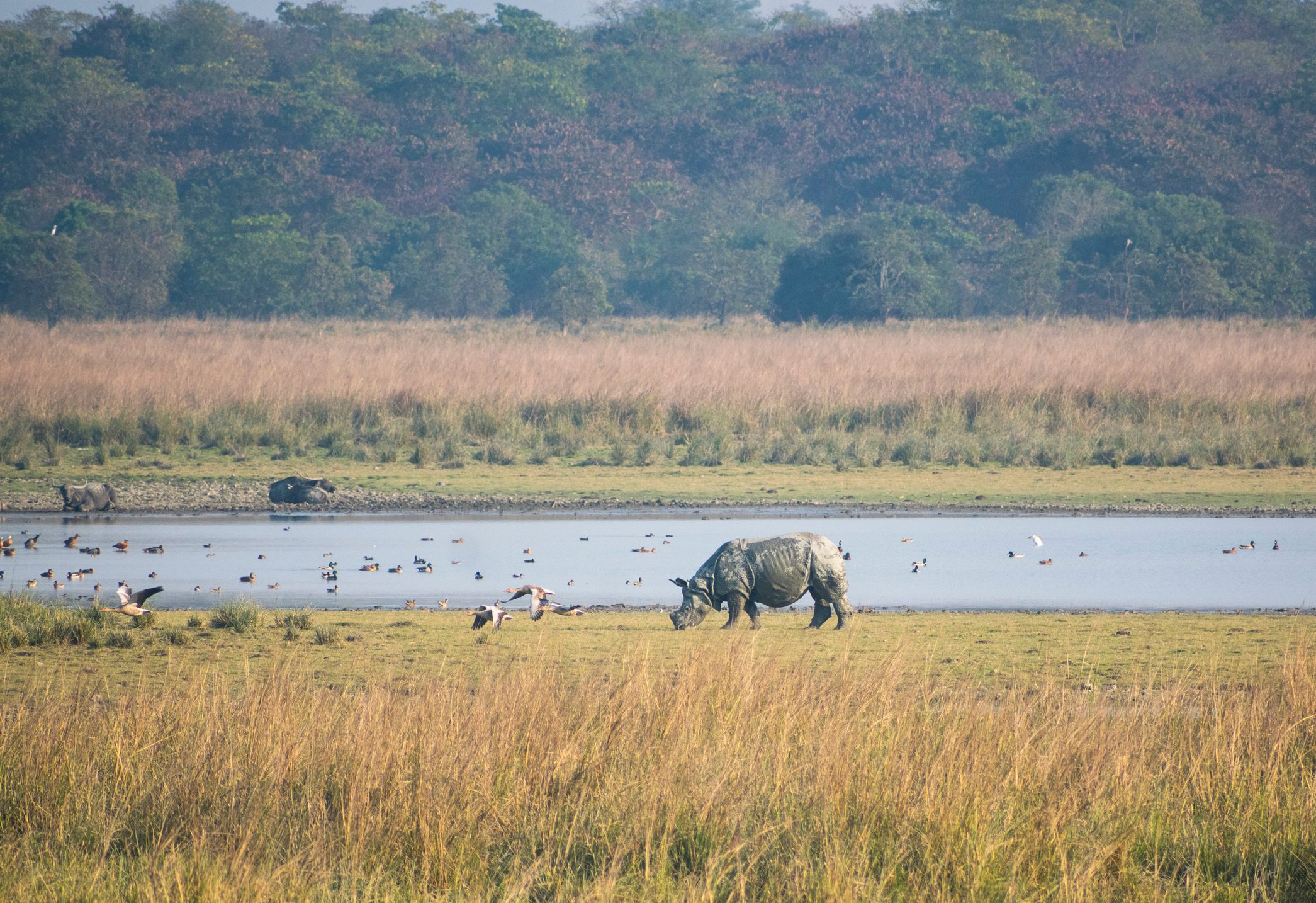 Great Indian one horned rhinoceros