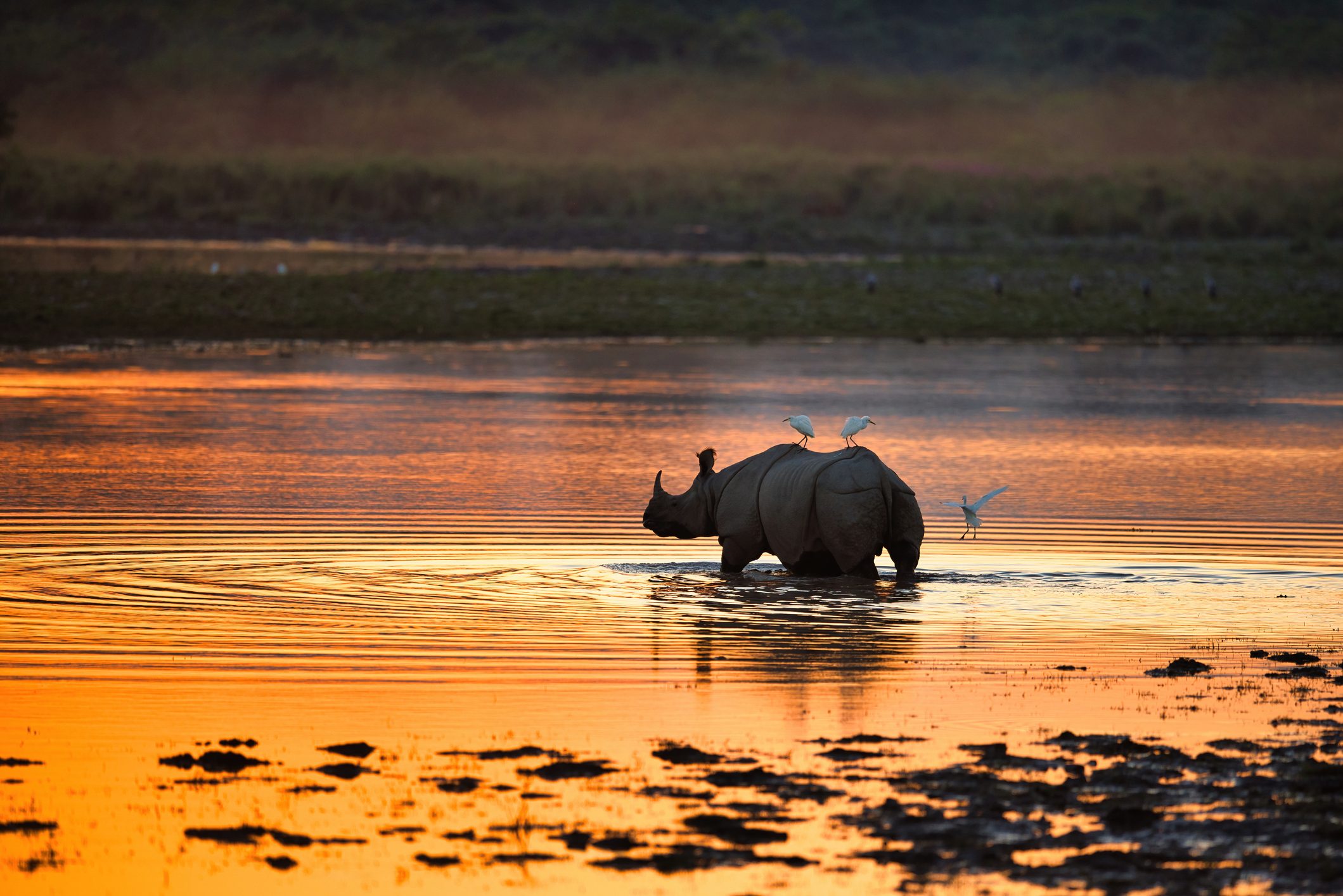 Great Indian Rhinoceros