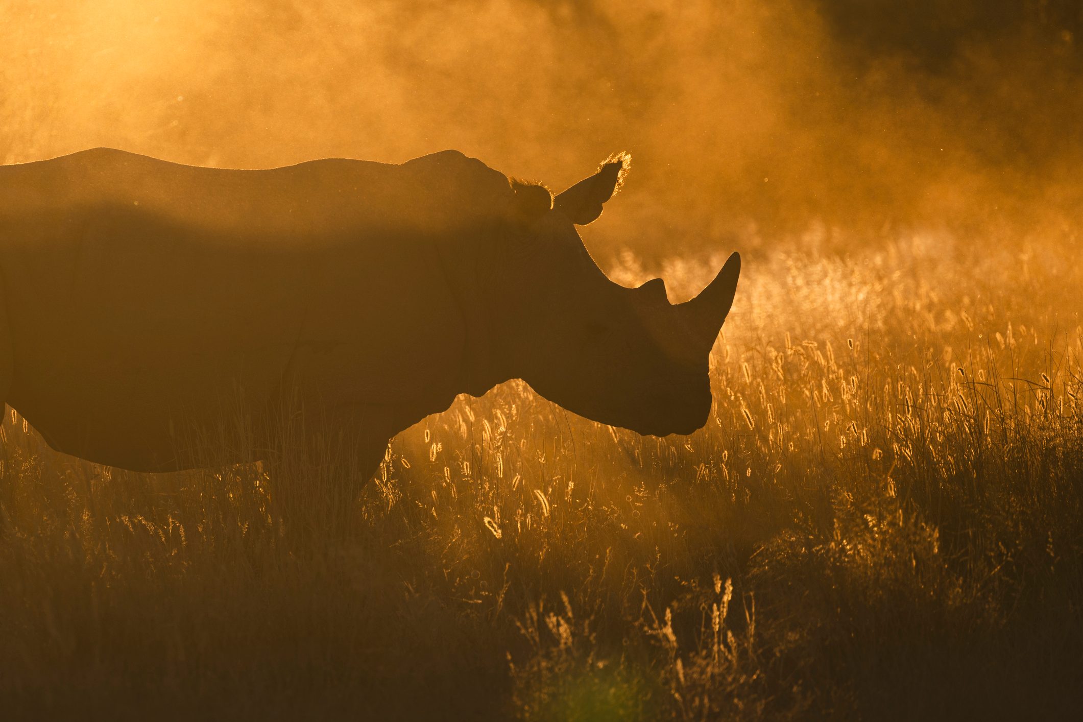 Silhouette of a rhinoceros