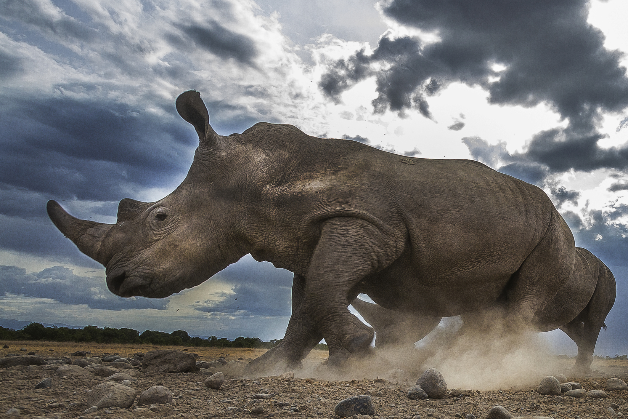 Running Rhinoceros in Laikipia