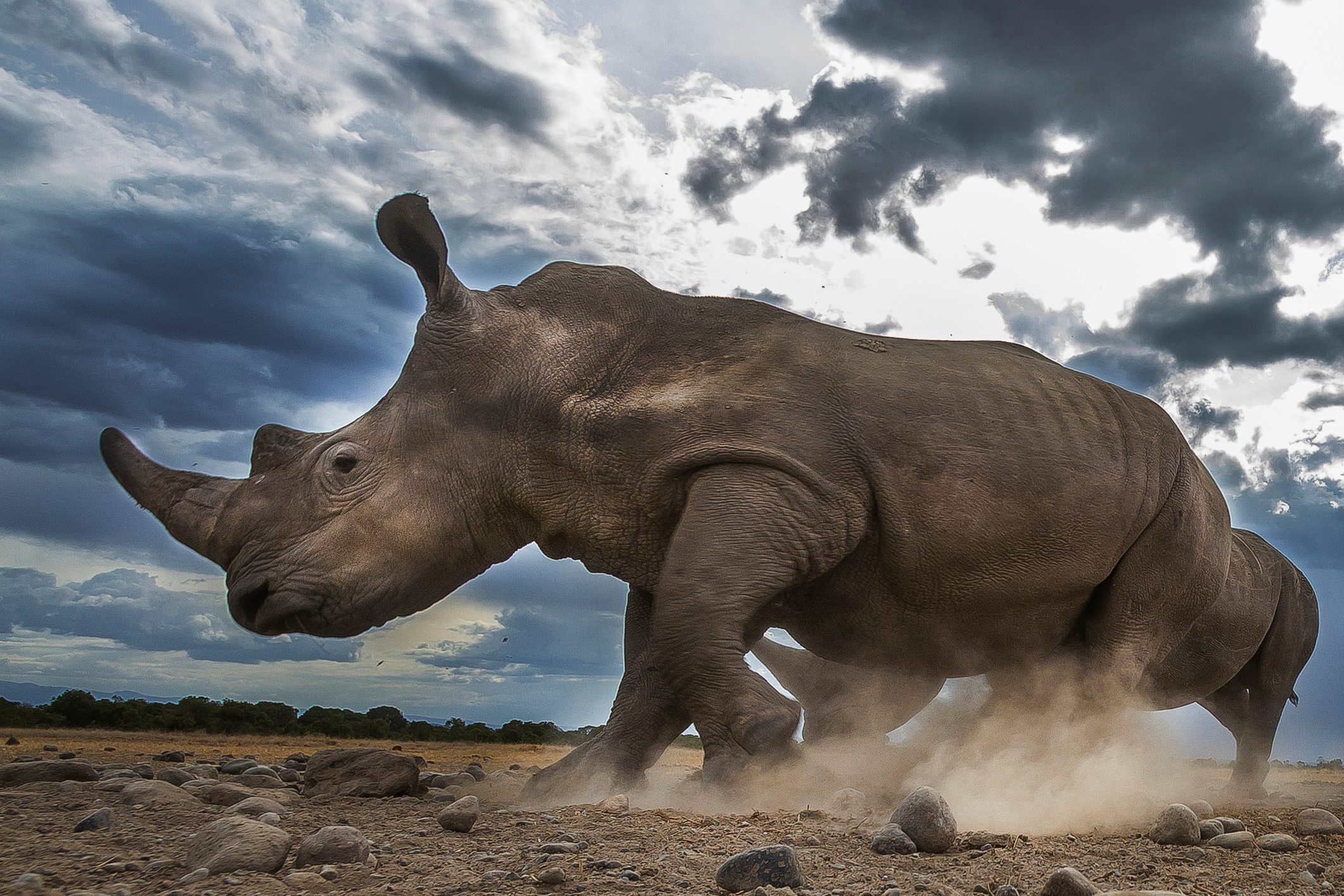 Running Rhinoceros in Laikipia