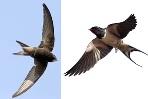 swift vs swallow Swift or swallow: