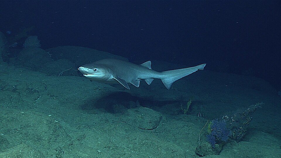 Bluntnose sixgill shark