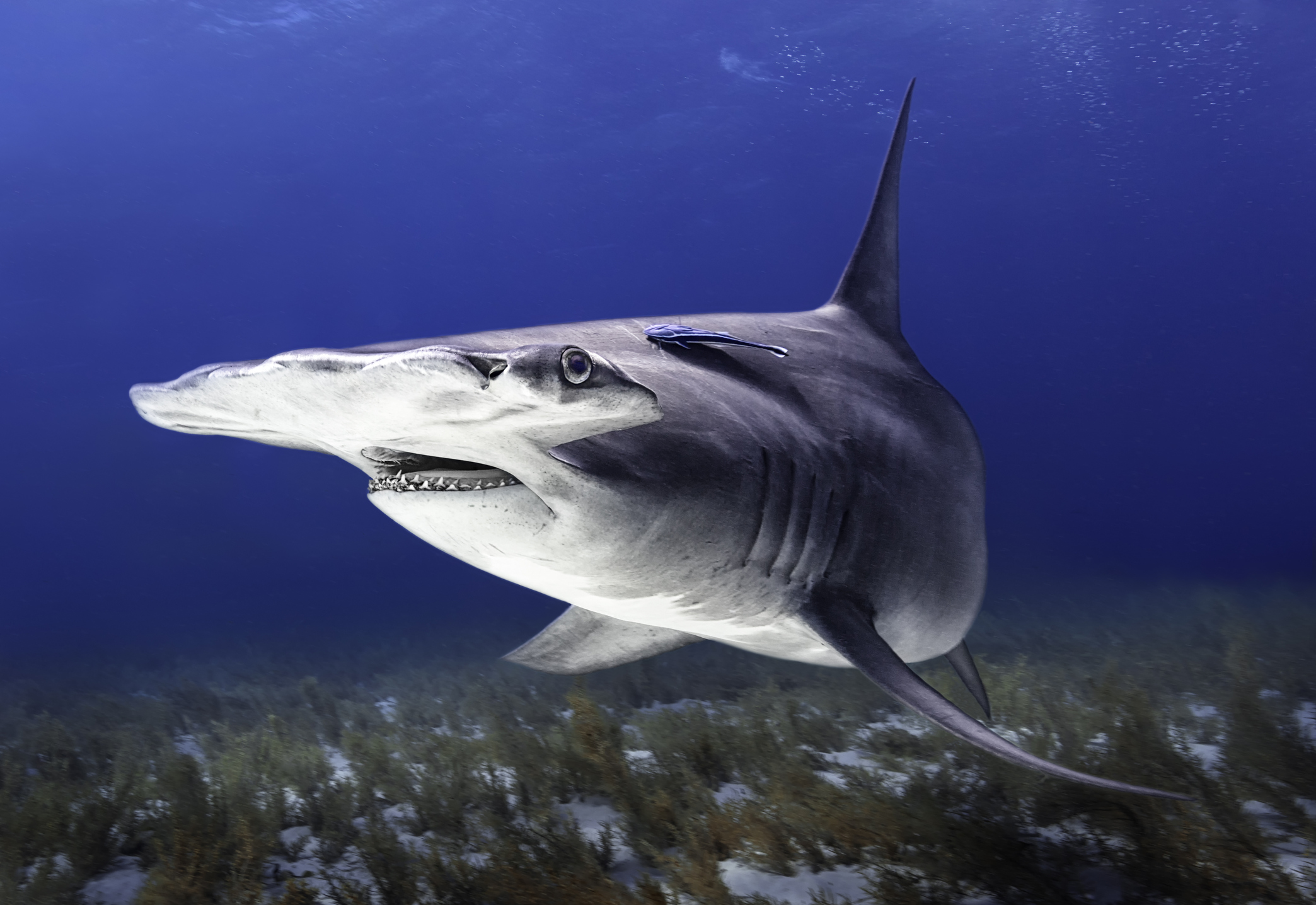 great hammerhead shark