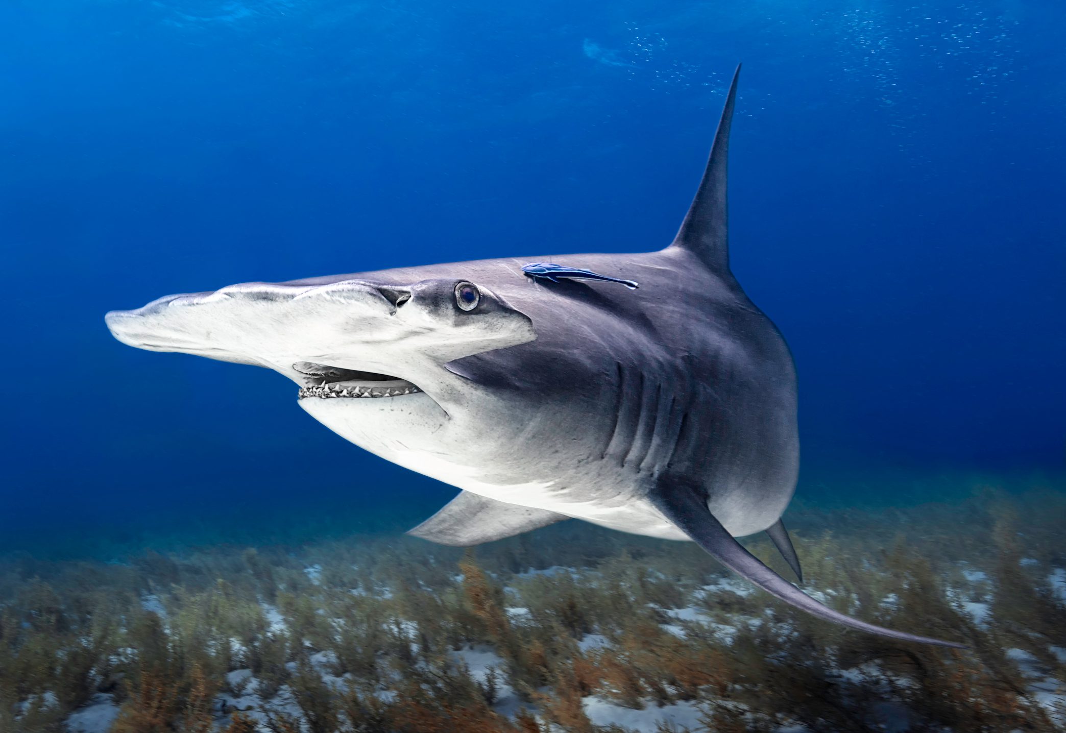 great hammerhead shark