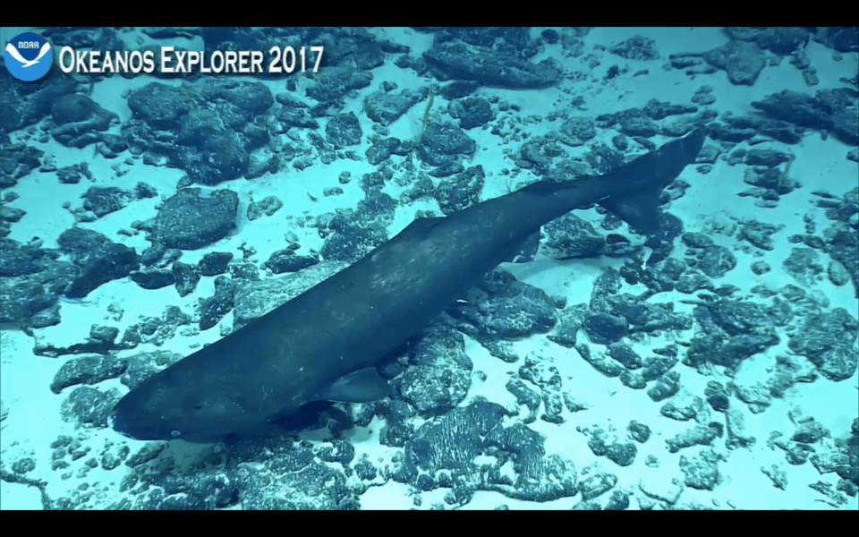 pacific sleeper shark