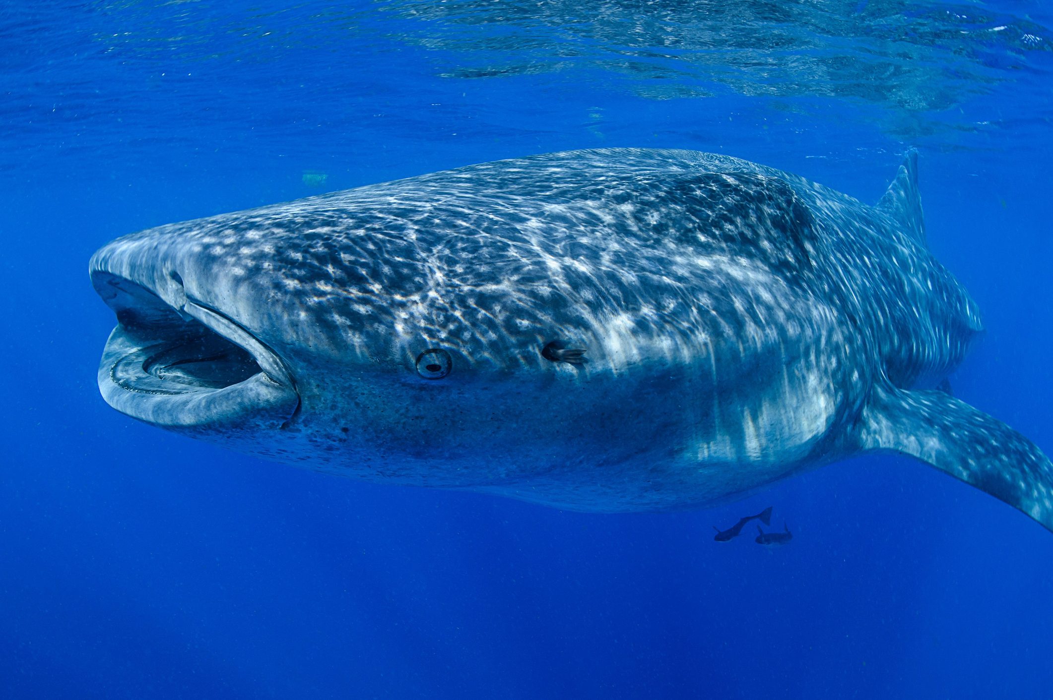 whale shark