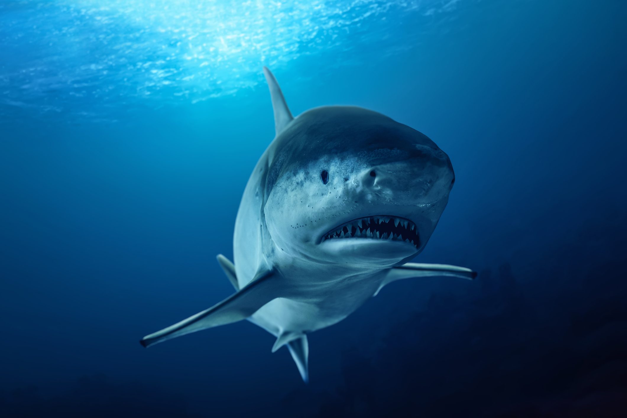 great white shark