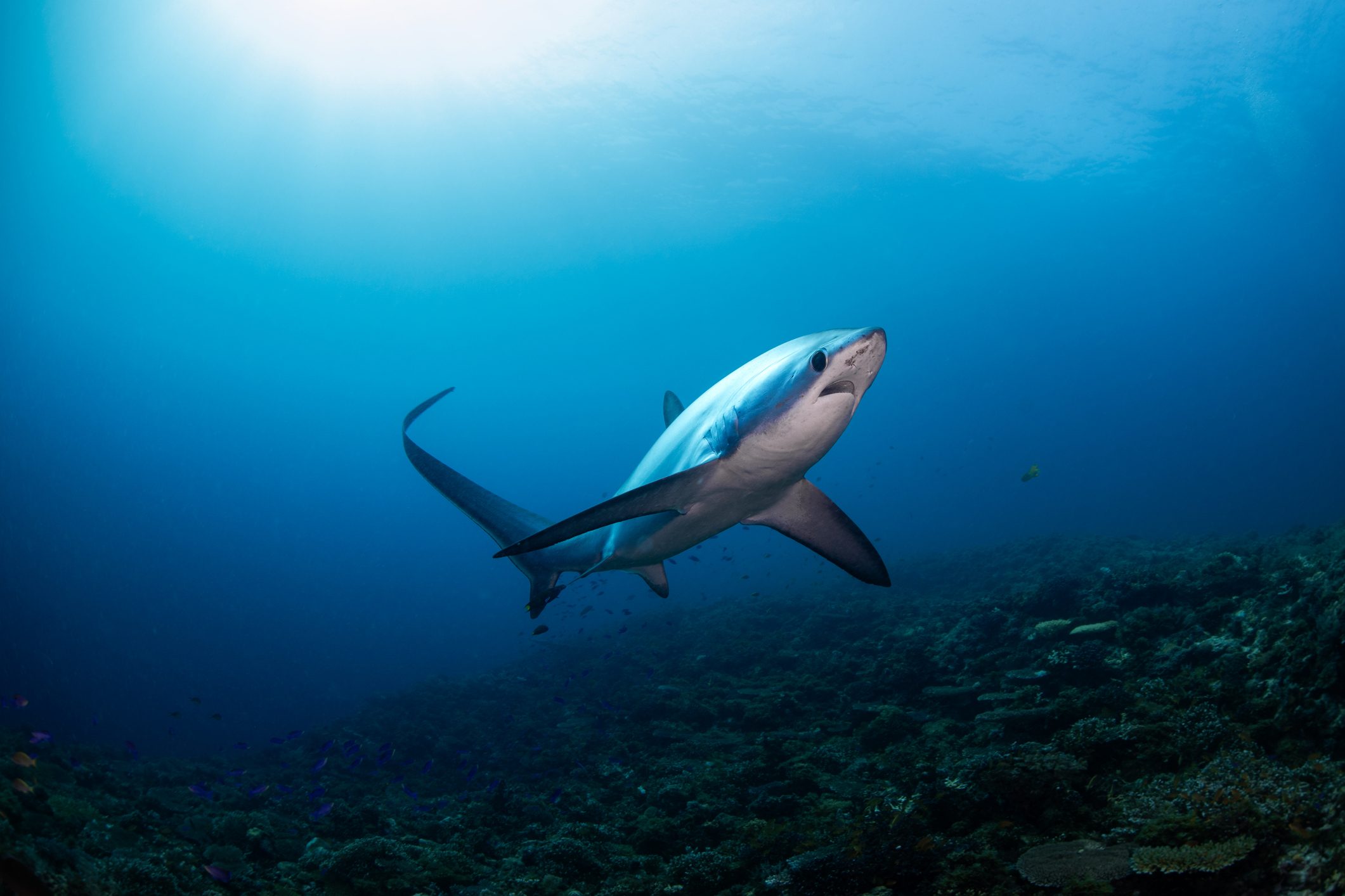 thresher shark