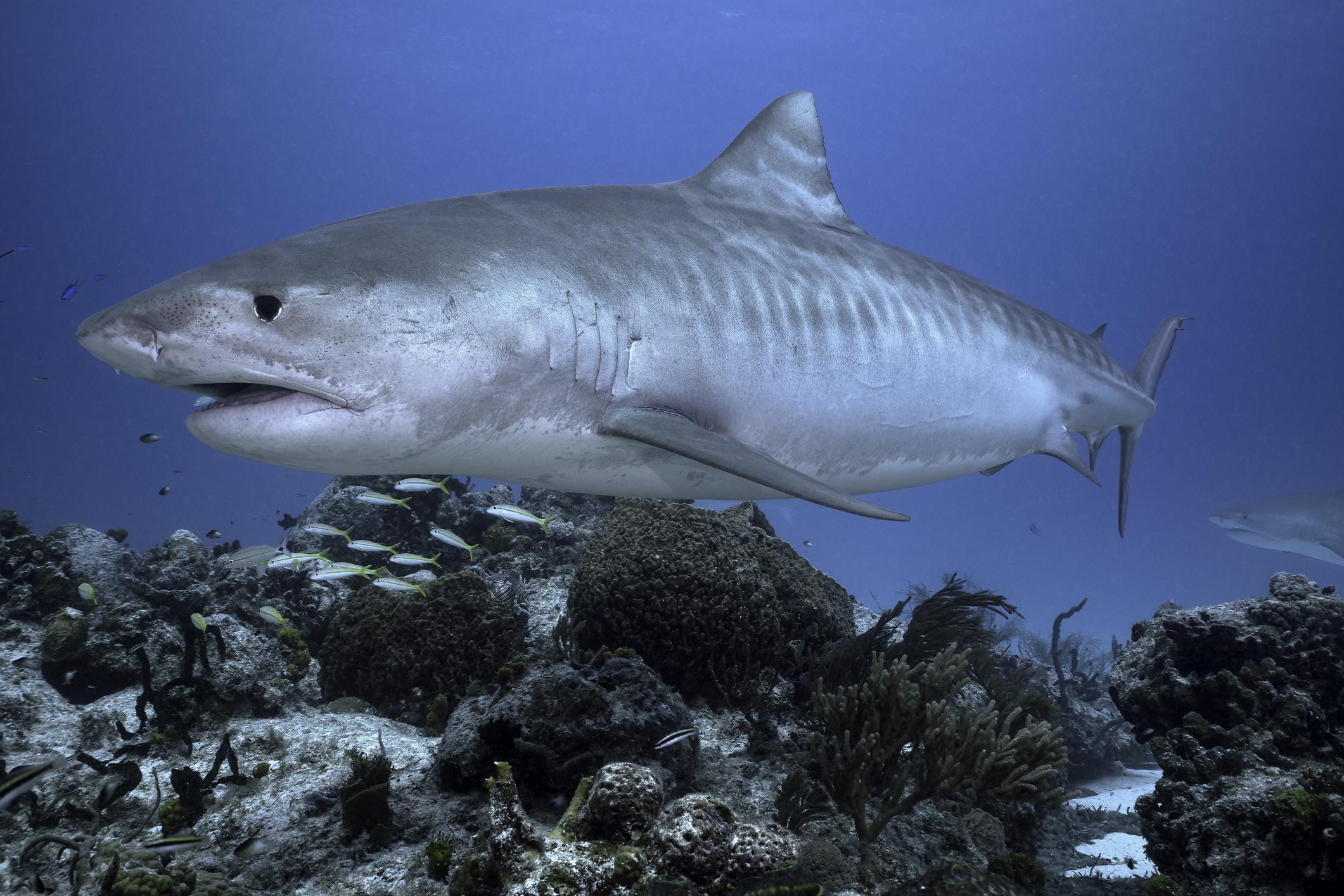 tiger shark 