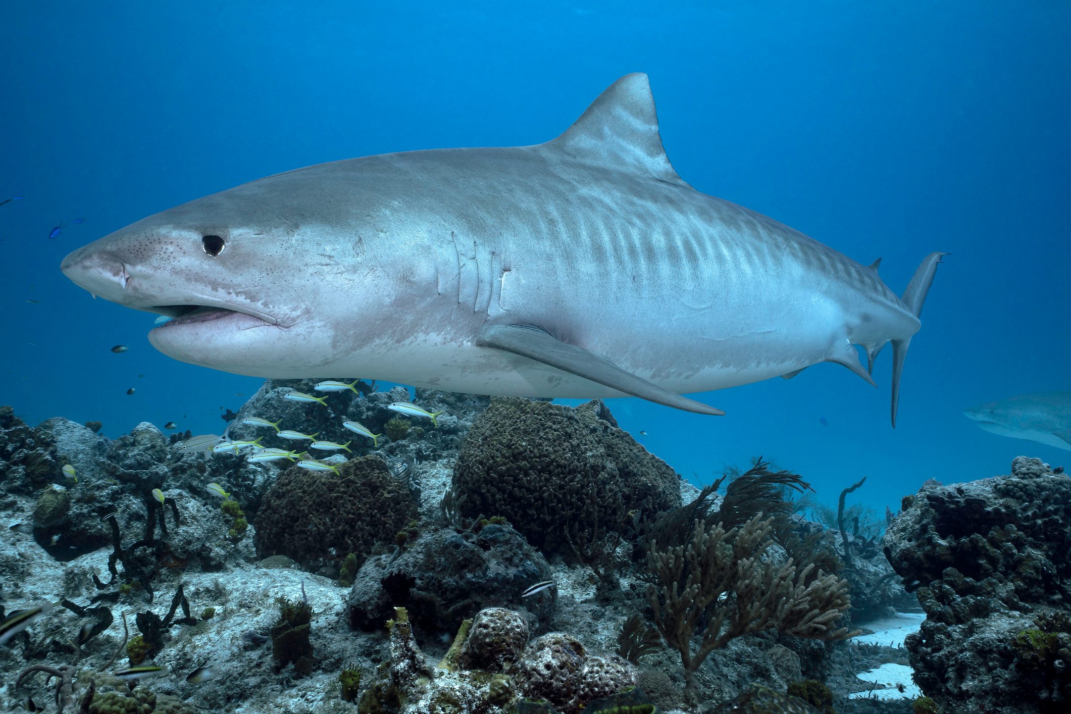 tiger shark