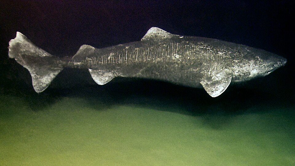 greenland shark