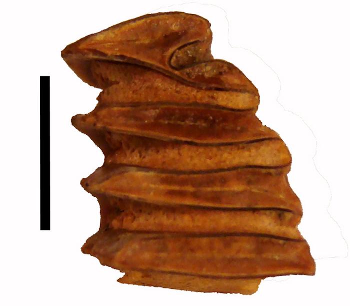 Fossil