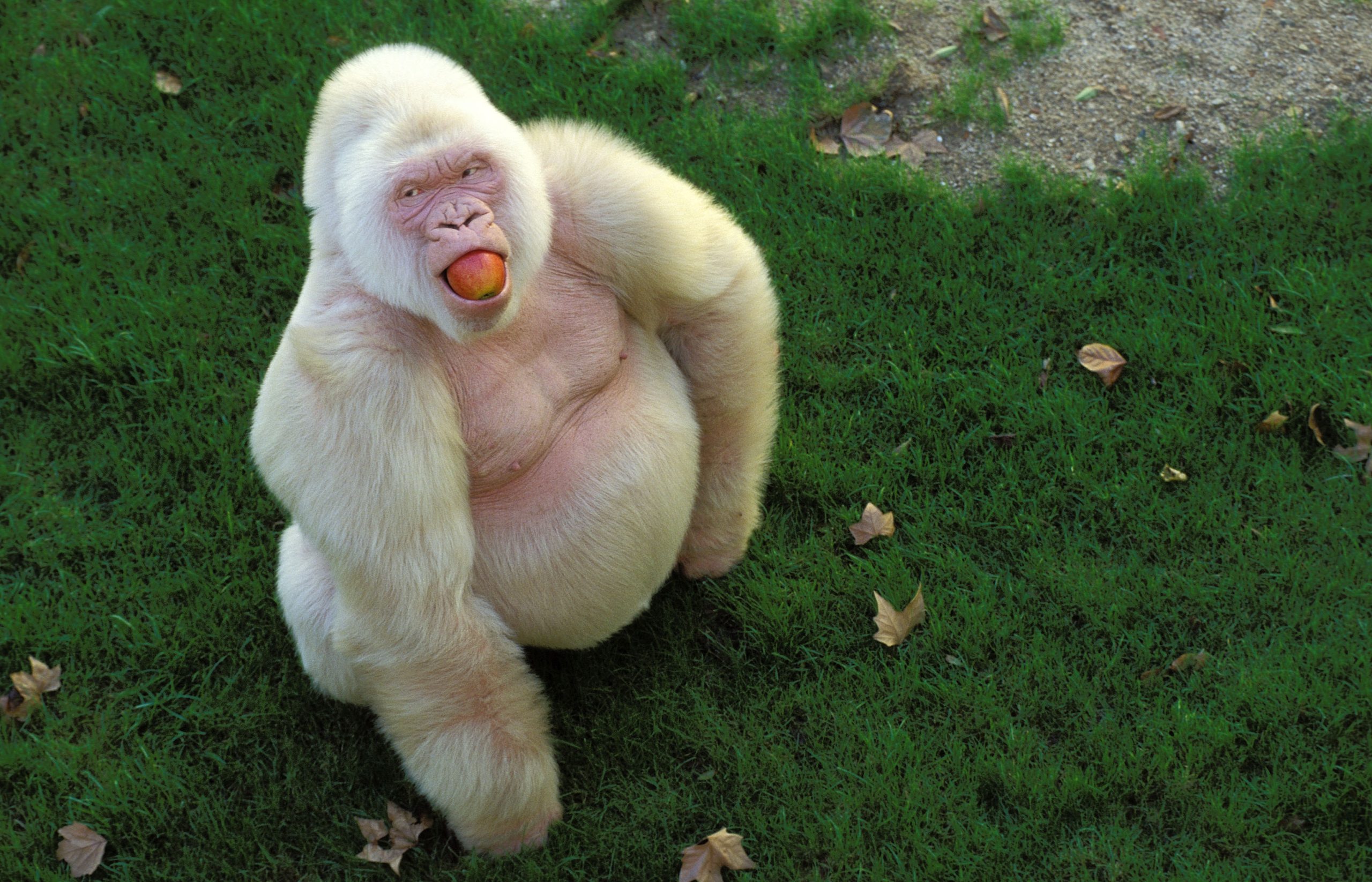 Albino Gorilla with apple in mouth