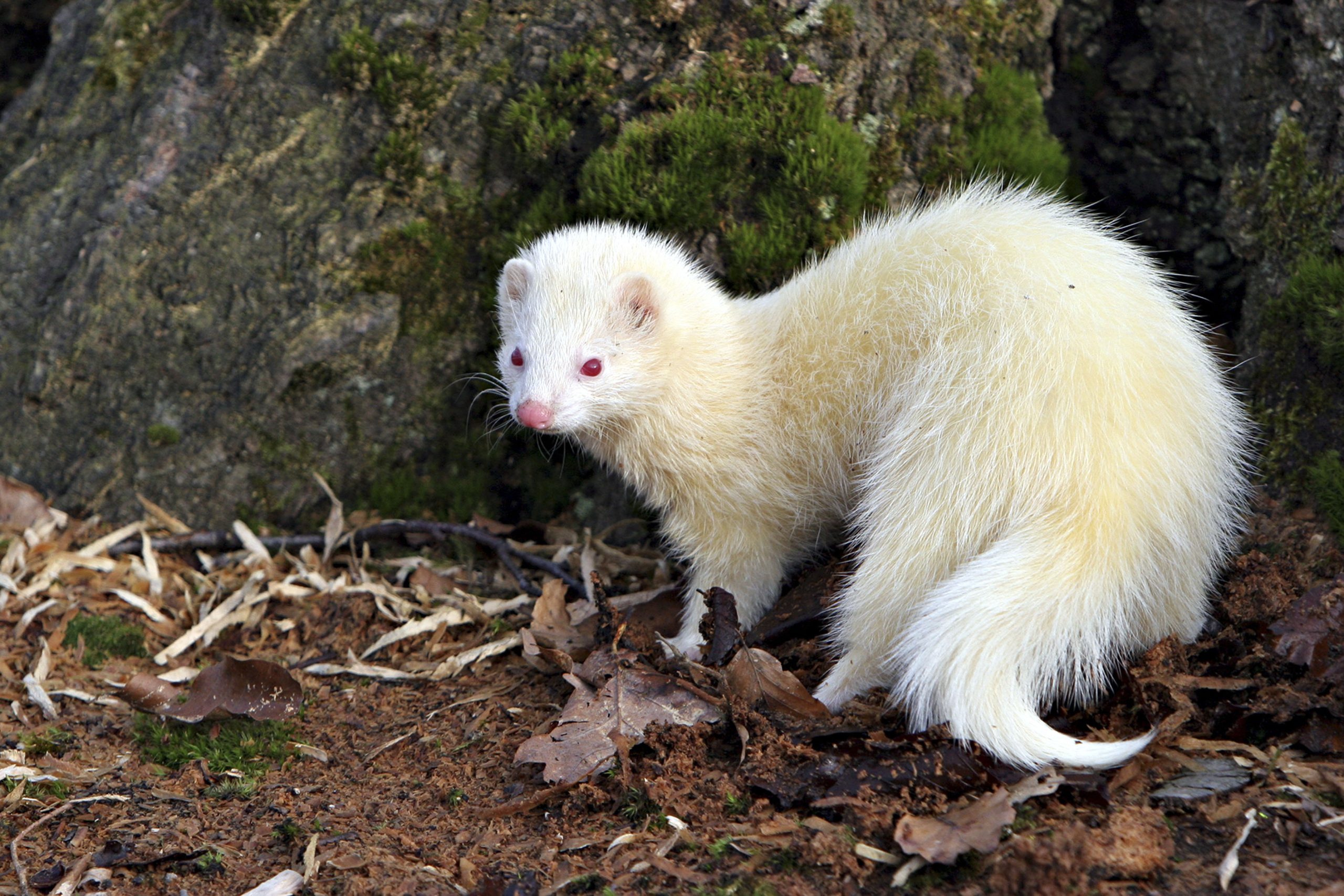 Albino Ferret