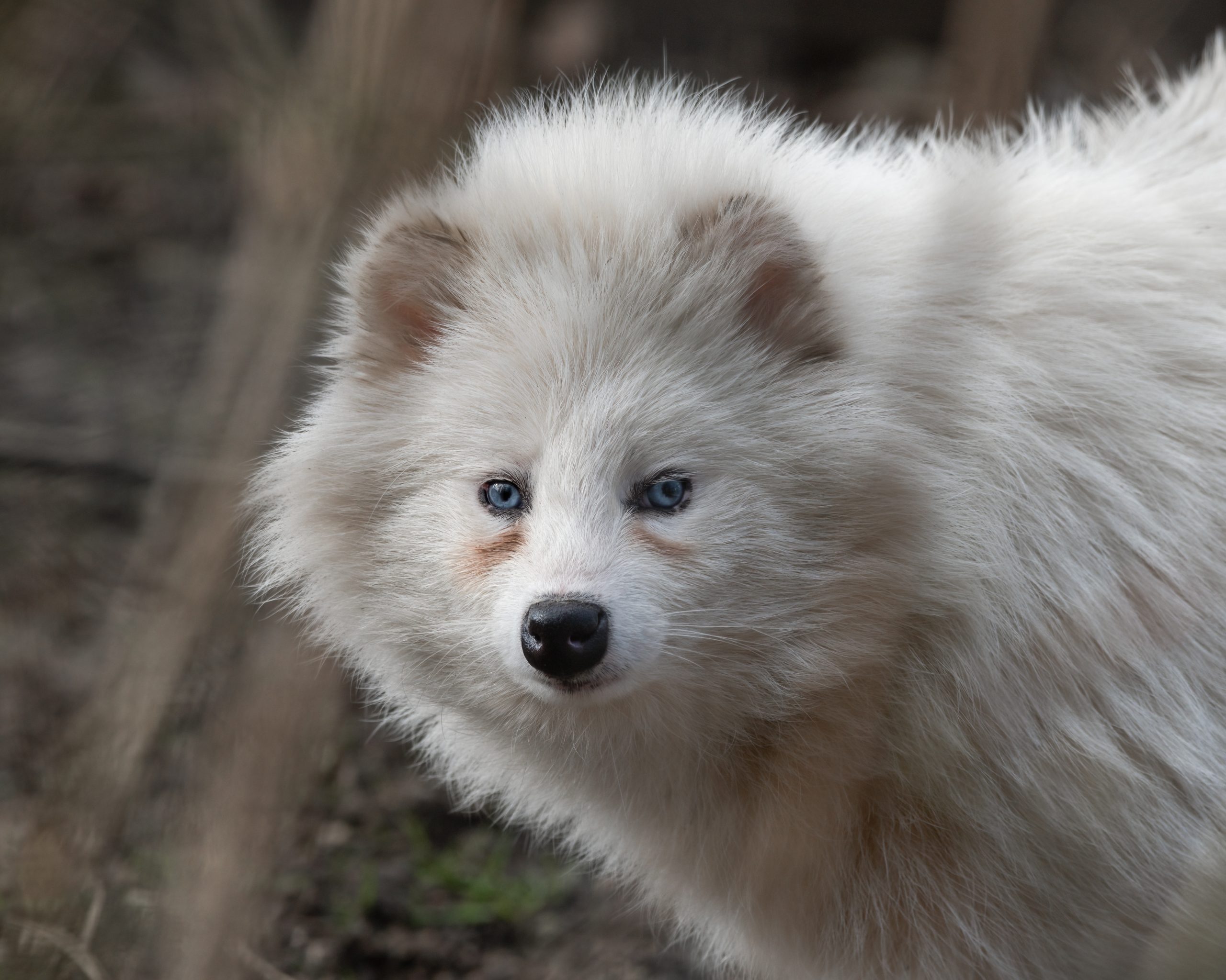 Albino Tanuki racoon