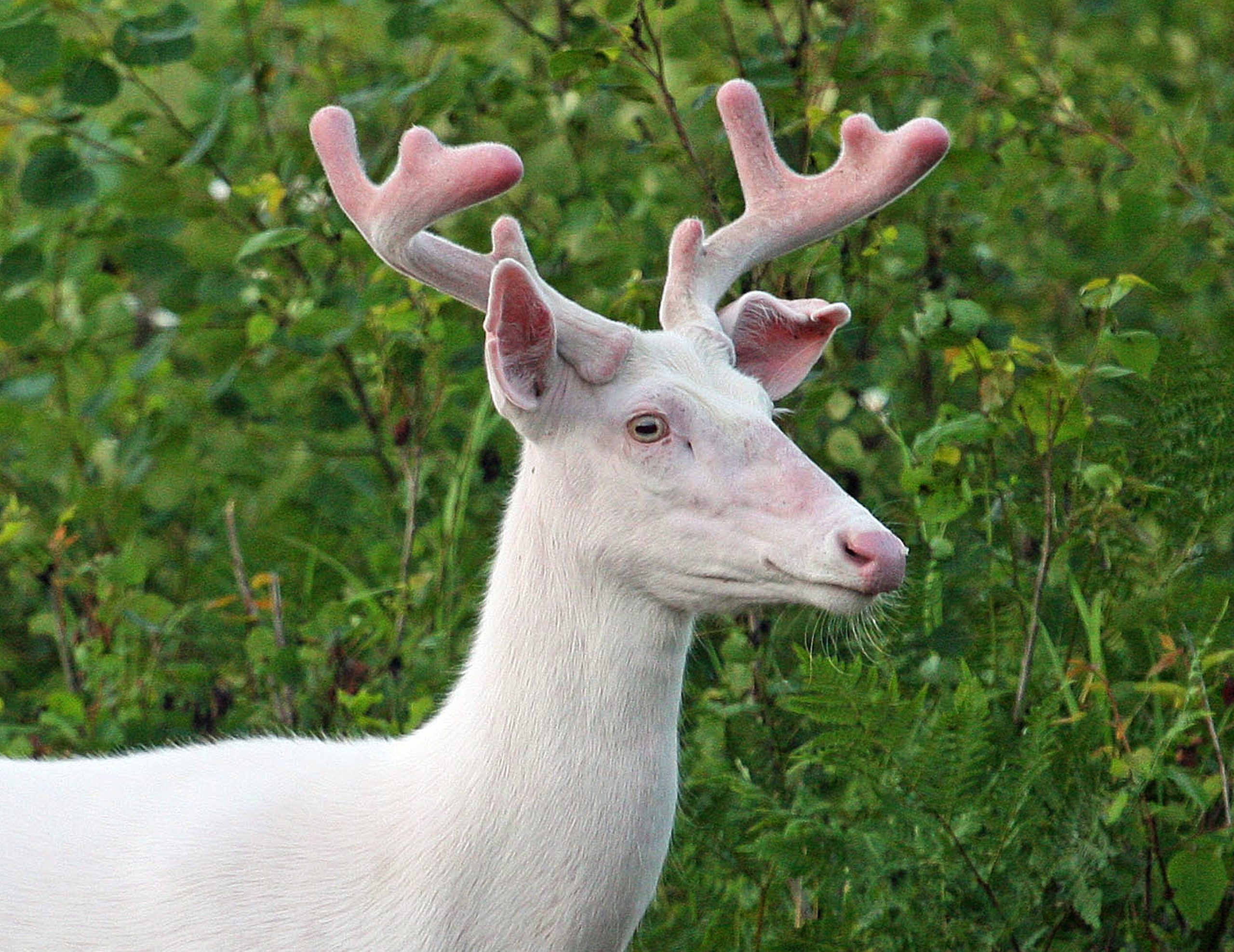 Albino whitetail Buck deer