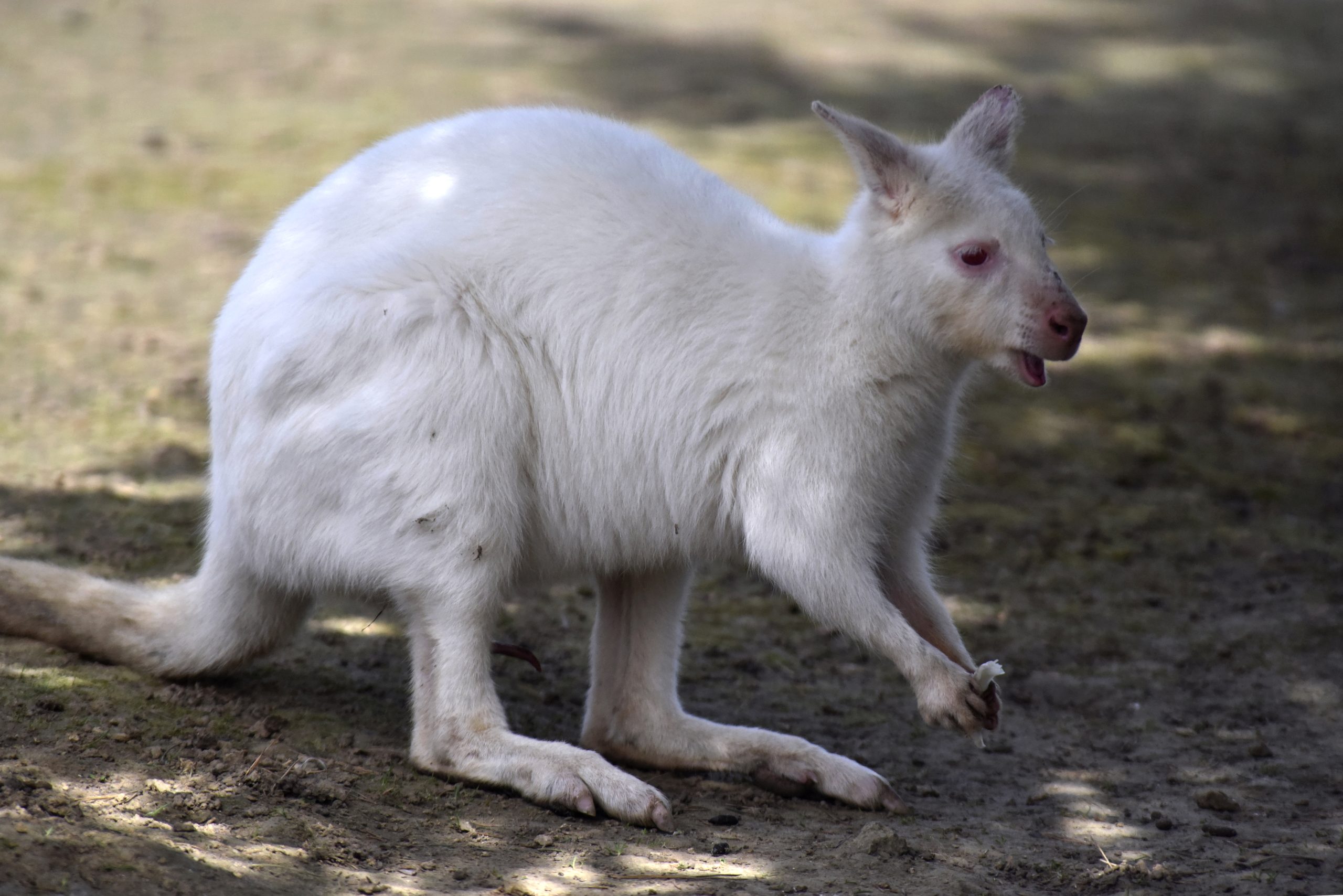 albino kangaroo
