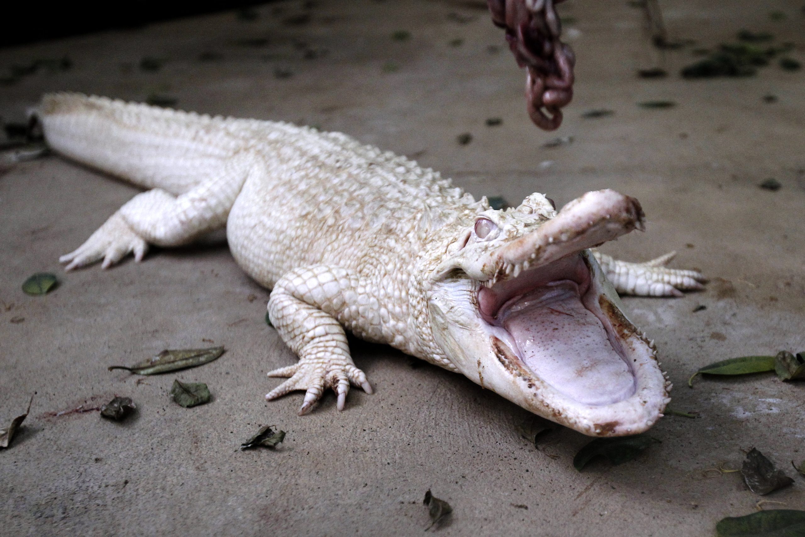 A white albino alligator