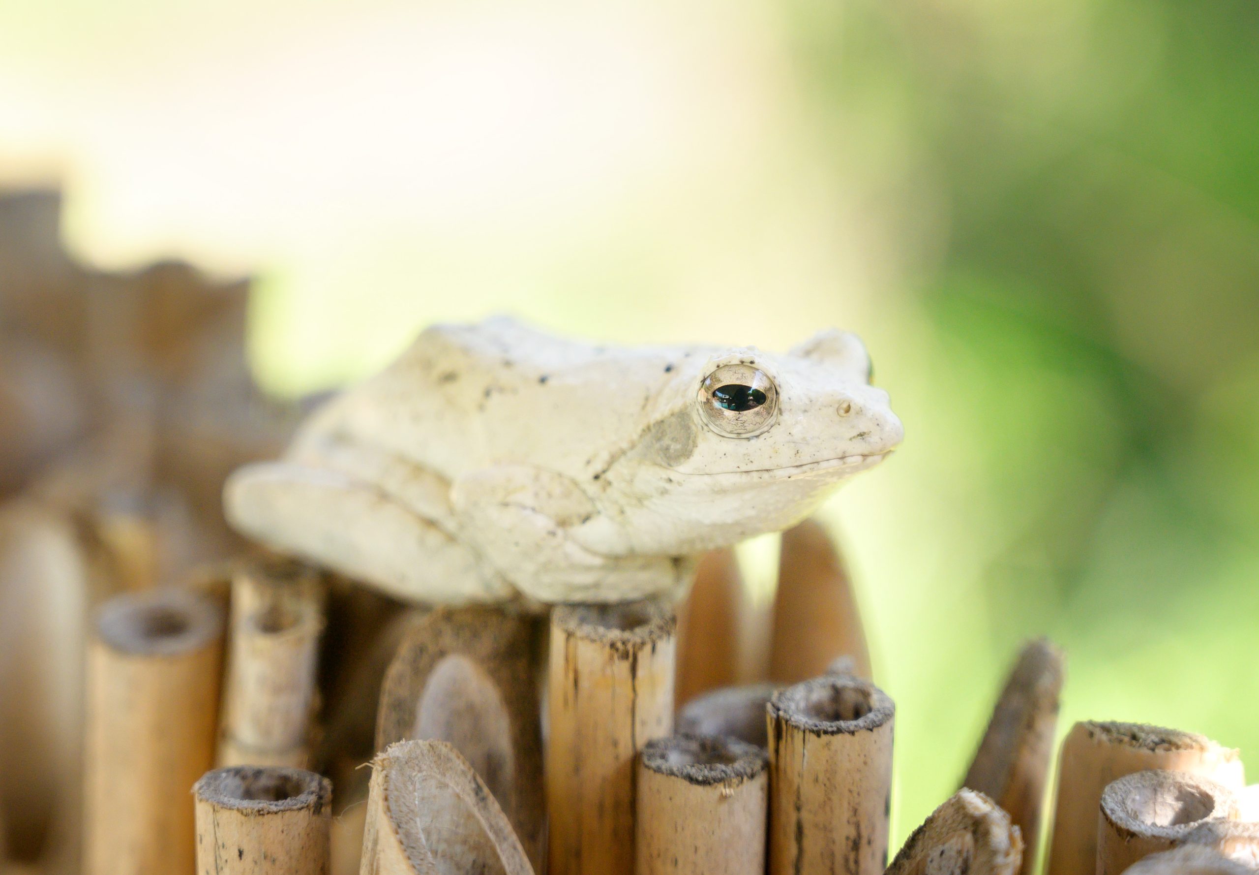 Albino frog near a swimming poo