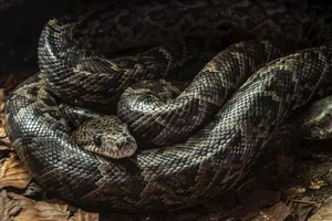 623_CubanBoa_ArterraUIG-7e7a4aa