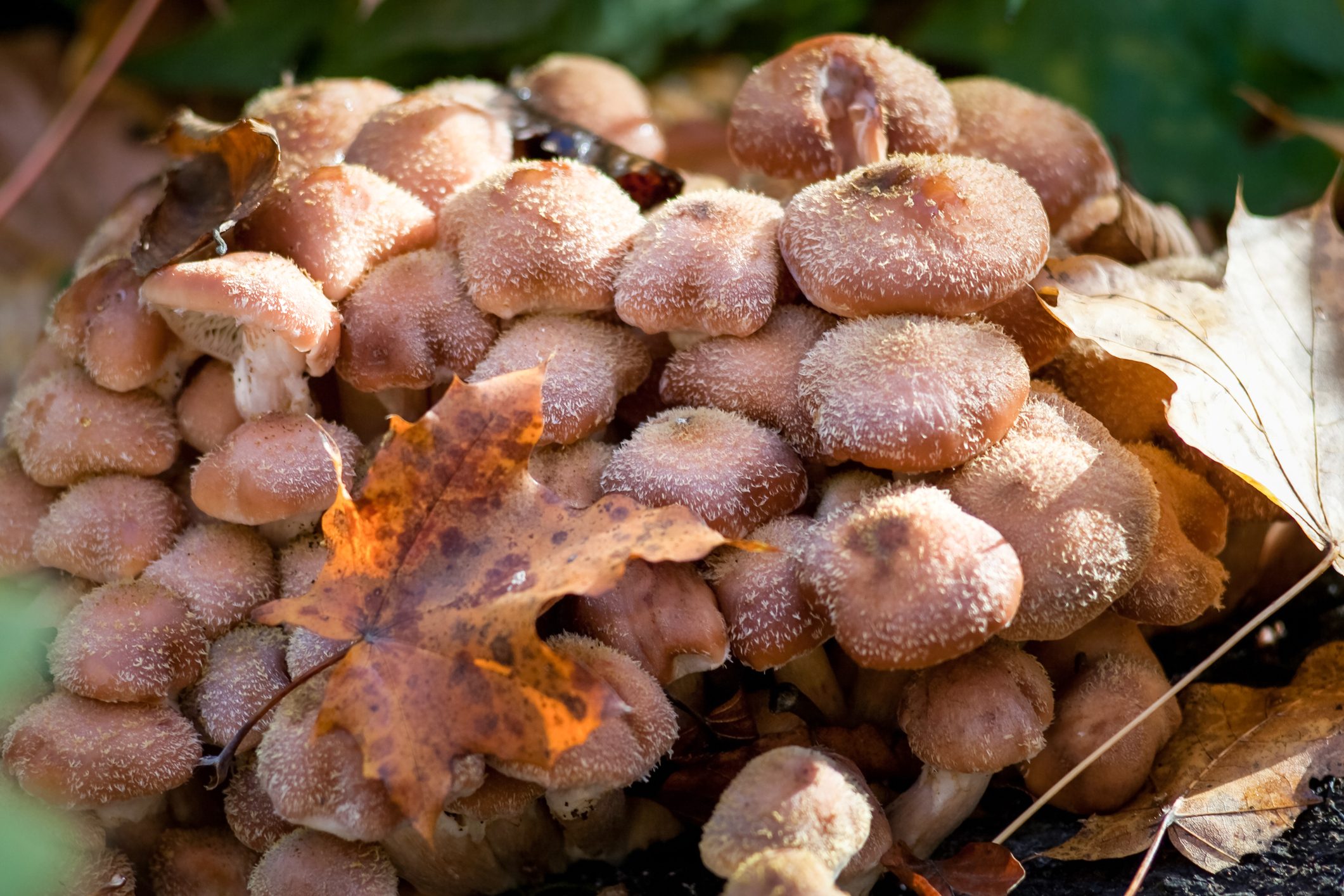 Armillaria ostoyae
