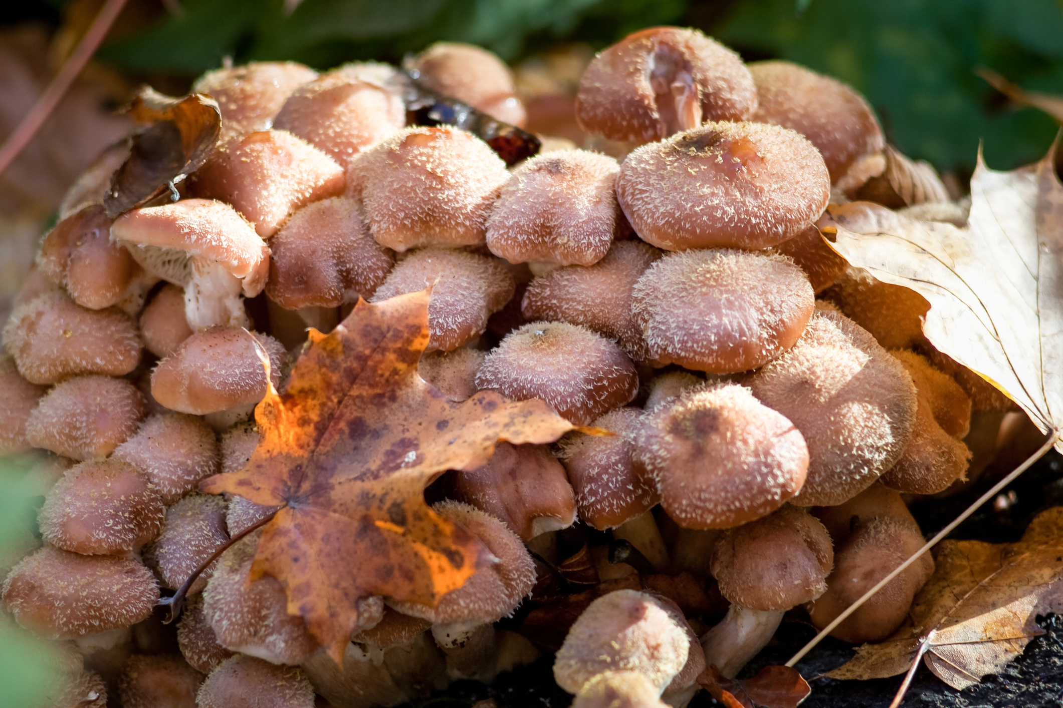 Armillaria ostoyae