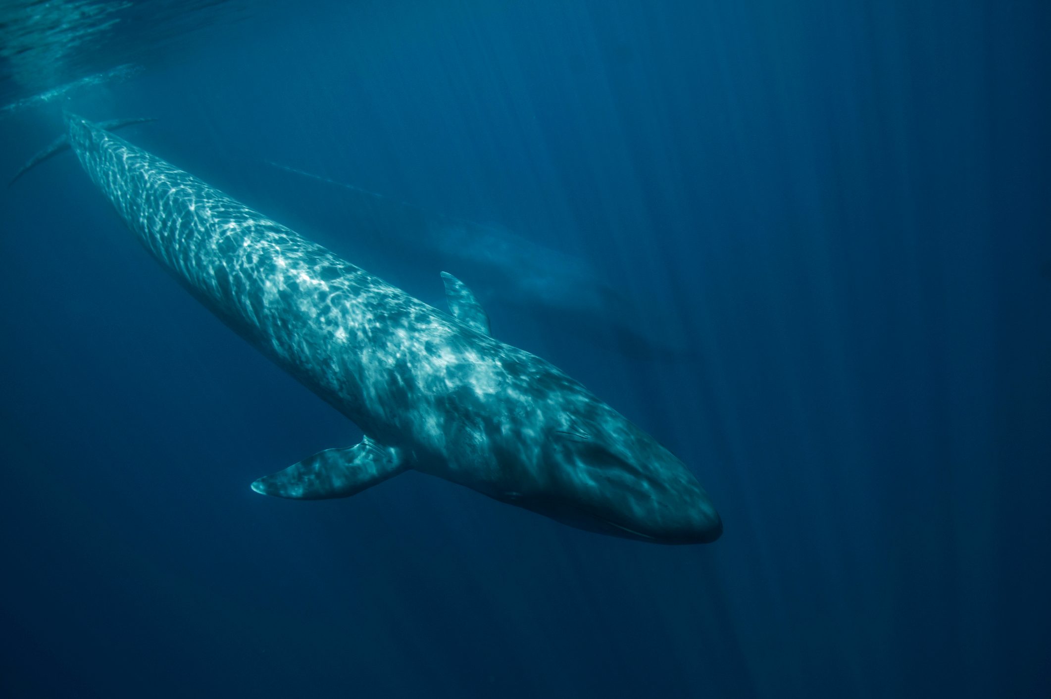 can any animals lill a blue whale