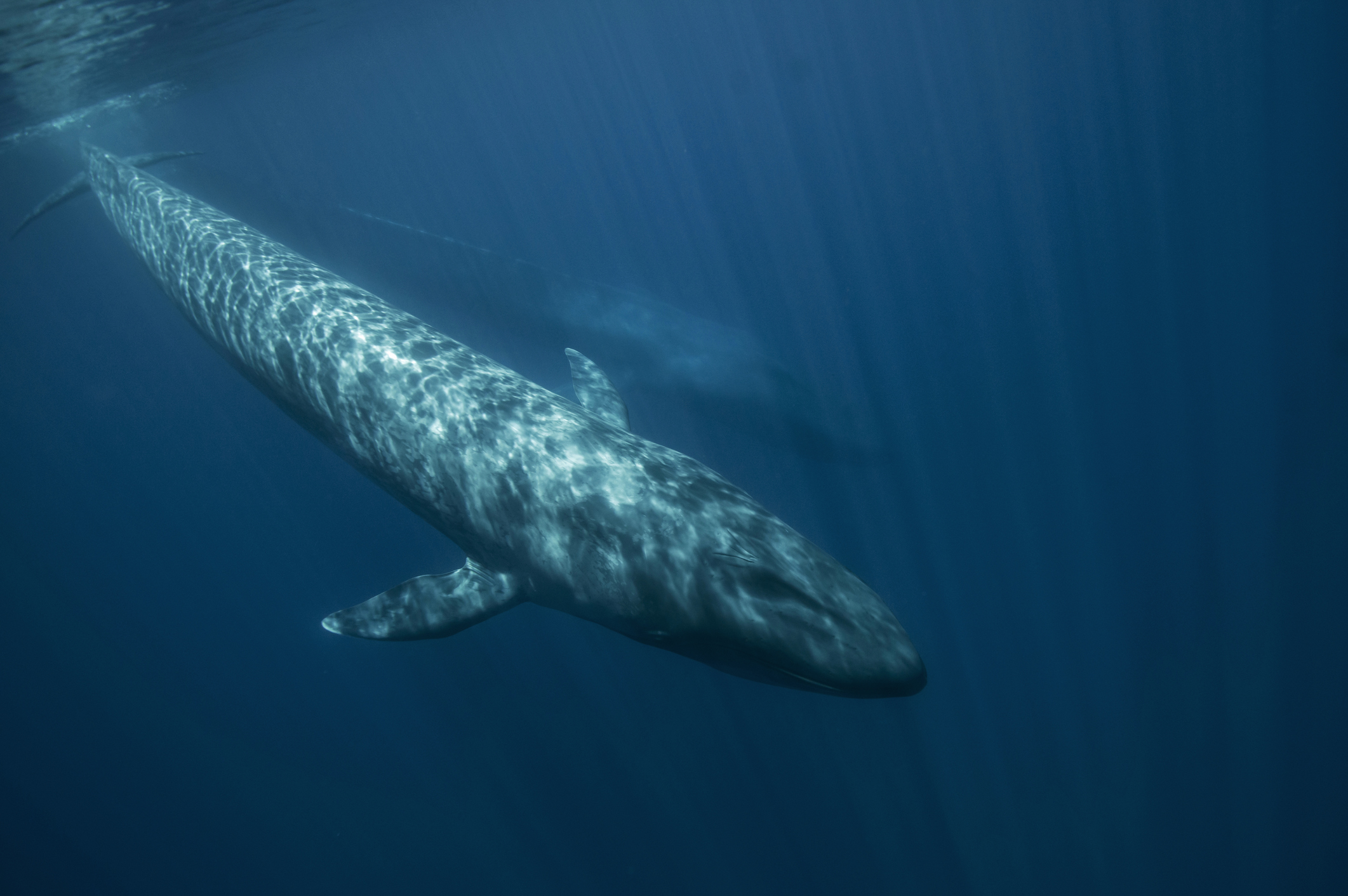 can any animals lill a blue whale