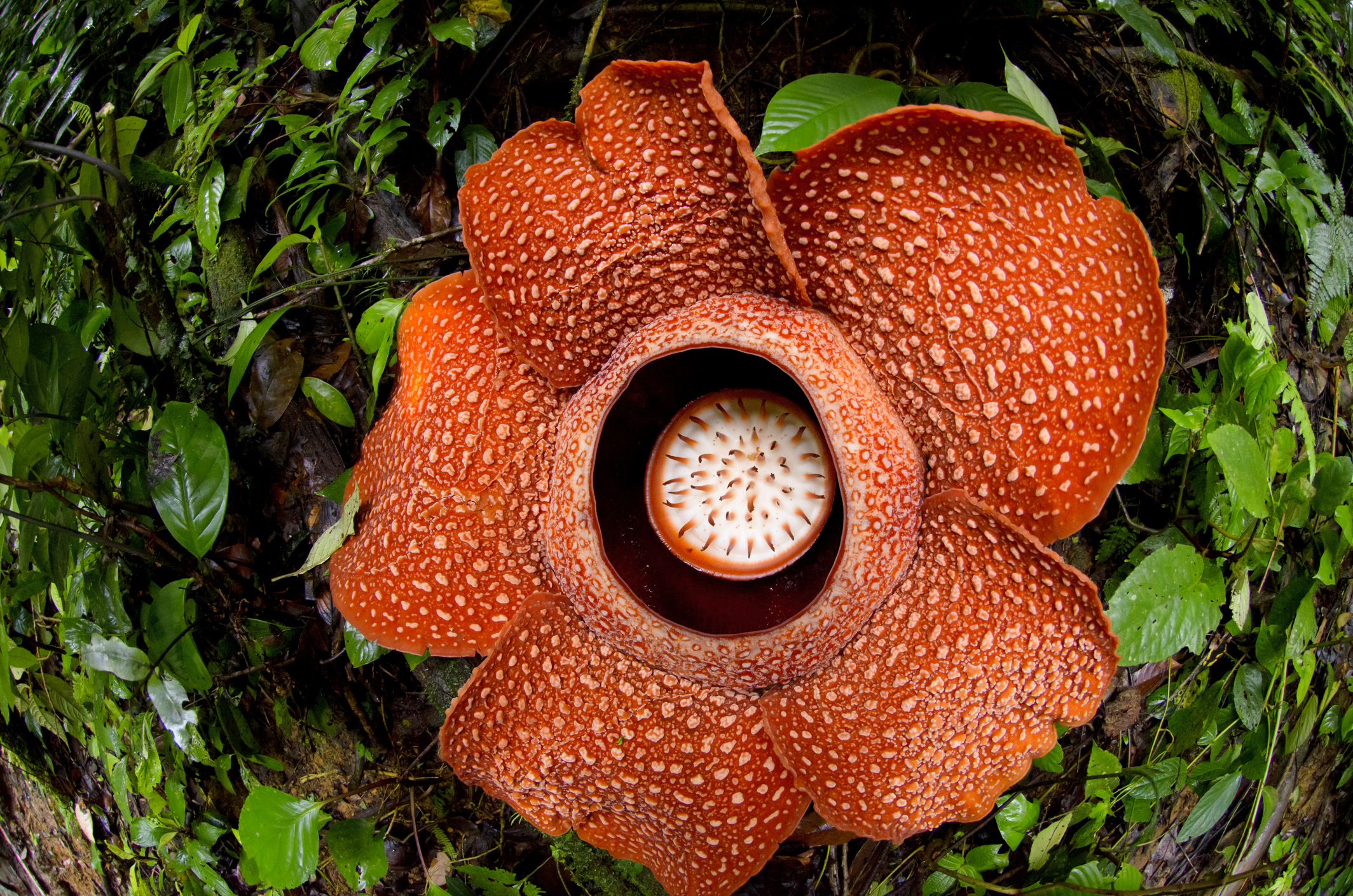 A massive red flower surrounded by green leaves