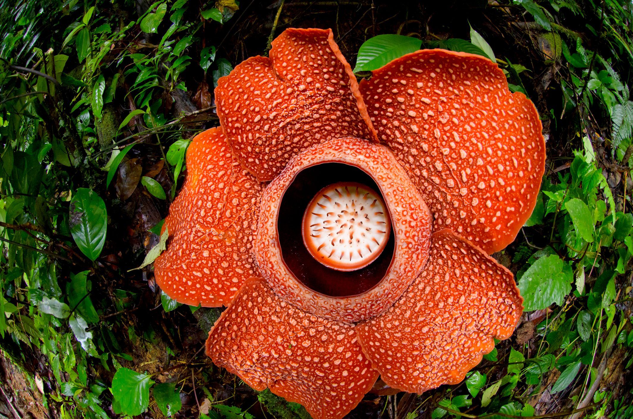 A massive red flower surrounded by green leaves