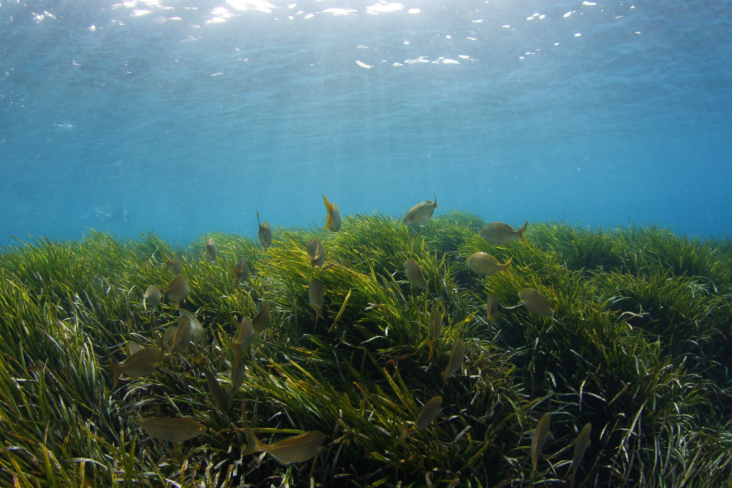 A school of fish in a seagrass.