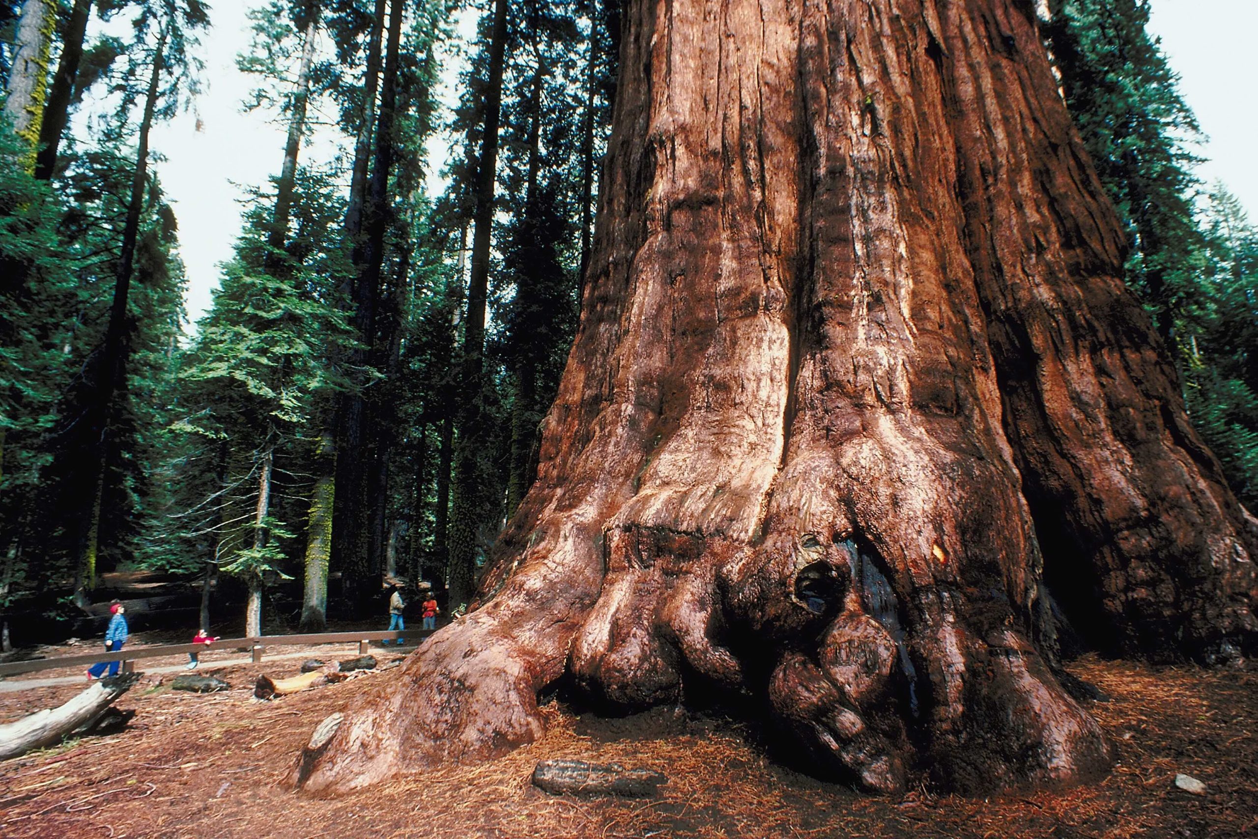 General Sherman tree, Sequoia National Forest, California, USA