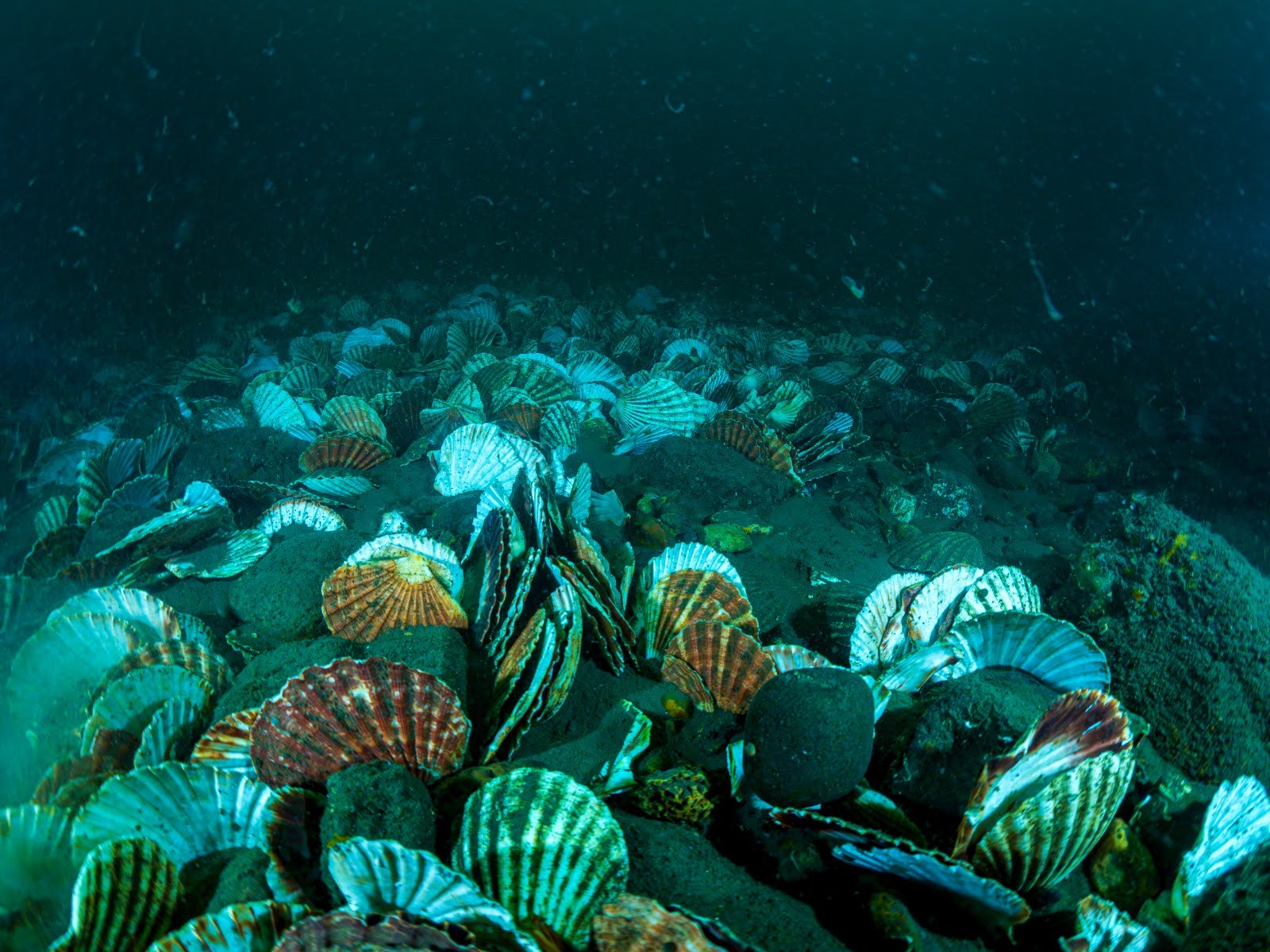 Cultch on seabed