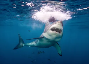 Great white shark © Getty Great white shark © Getty