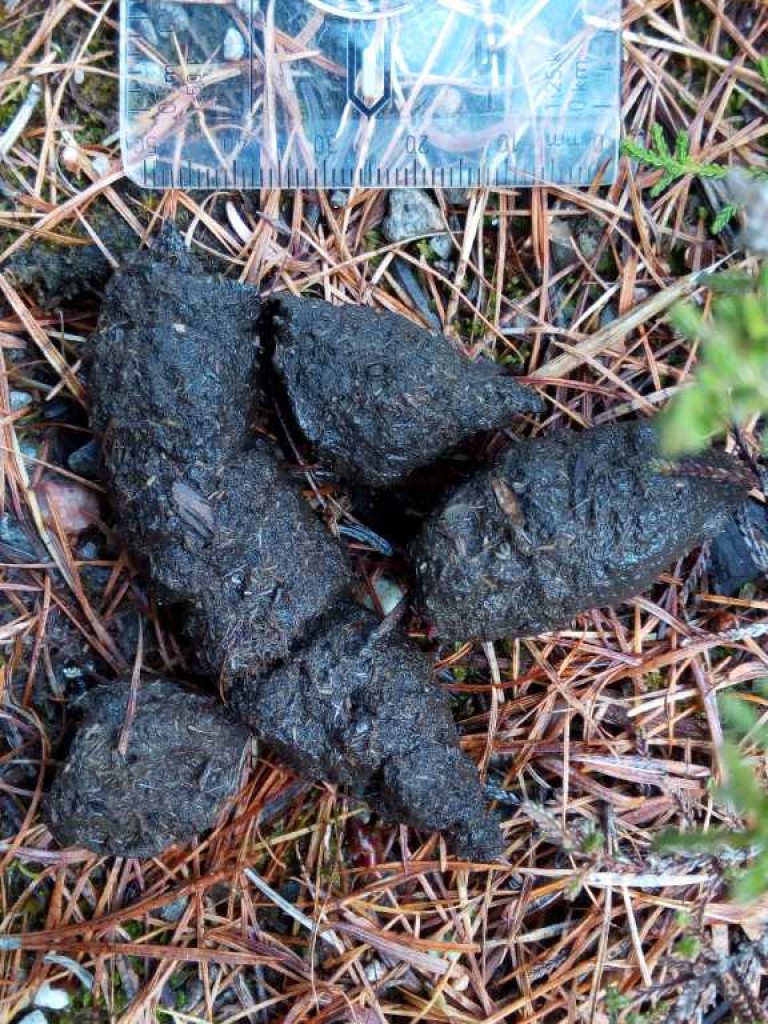 Dark brown fox scat.