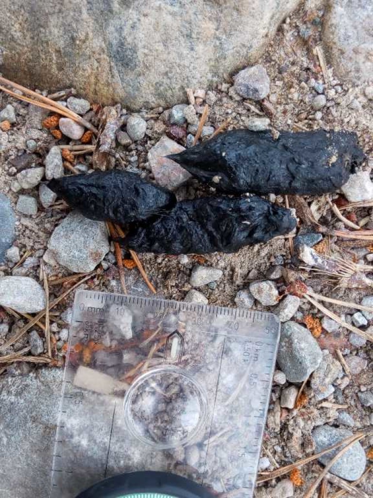 Dark brown fox scat.