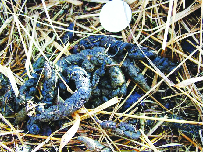 Polecat scat.