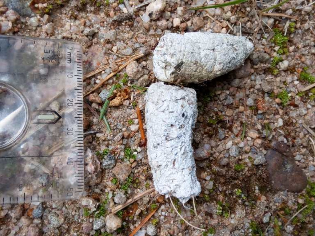 White-grey fox scat.