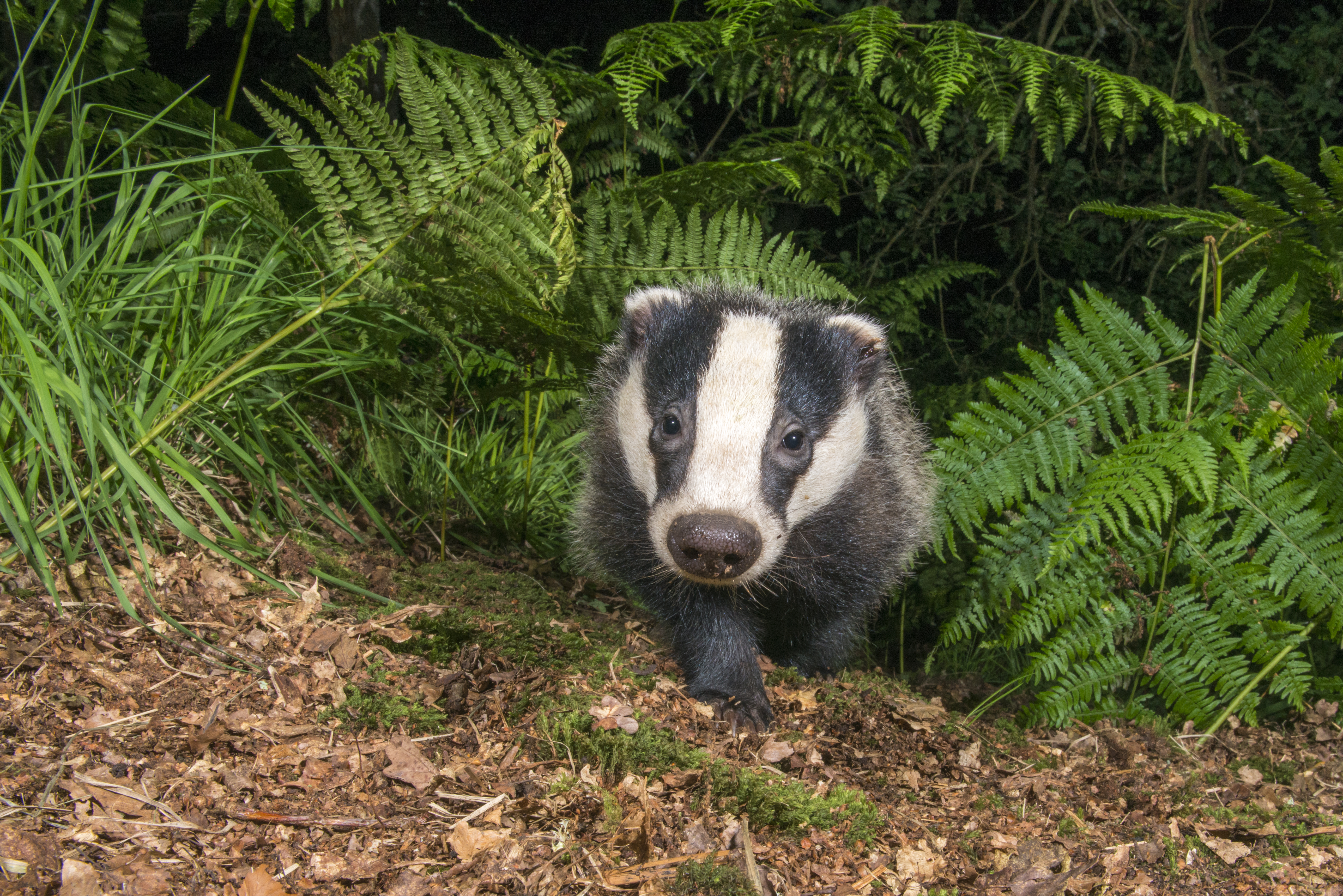 Badger cub (Meles meles) emerging from ferns on the edge of oak woodland