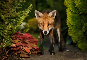 Red fox in a UK garden Red fox in a UK garden